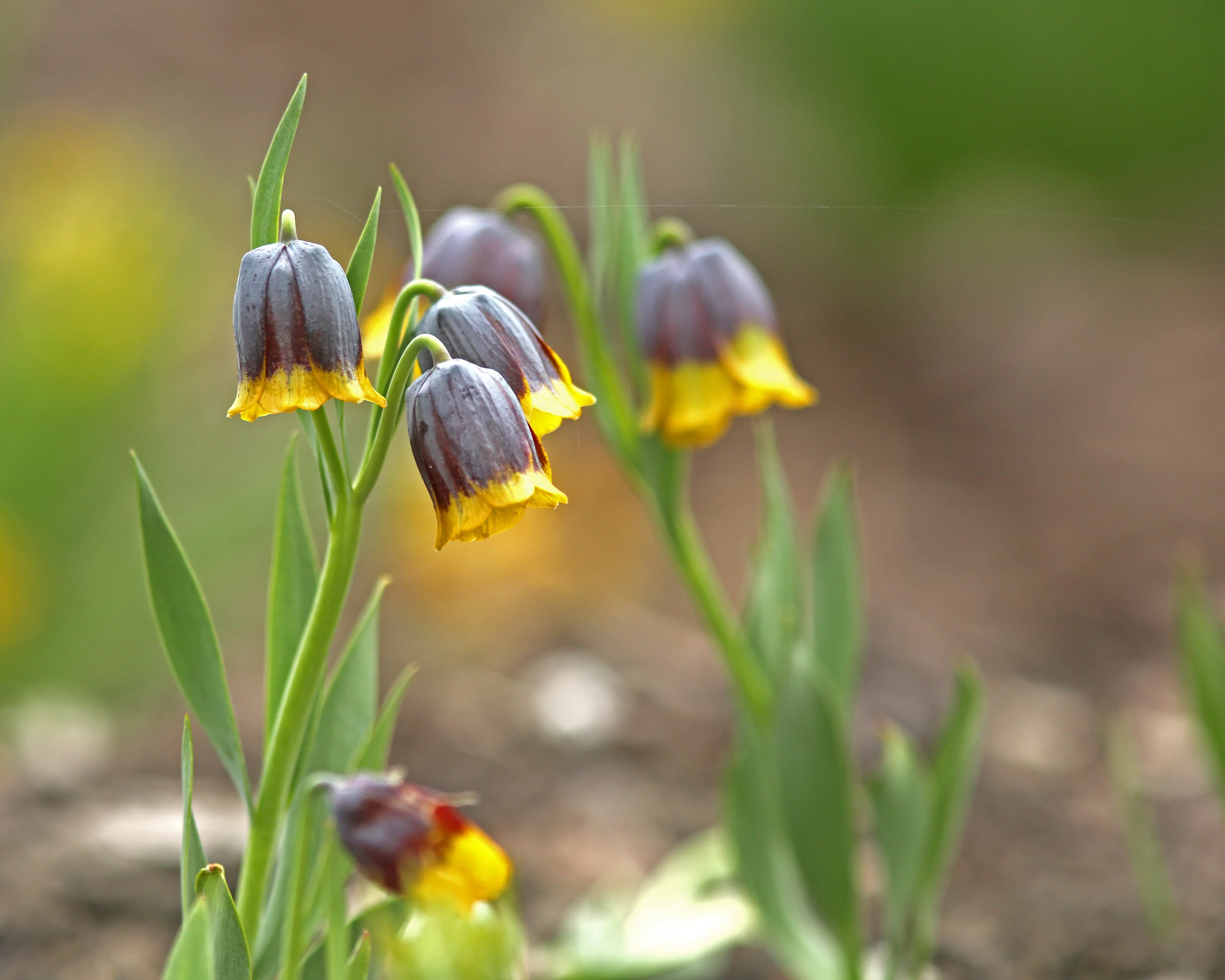 Fritillaria uva-vulpis - Image 9