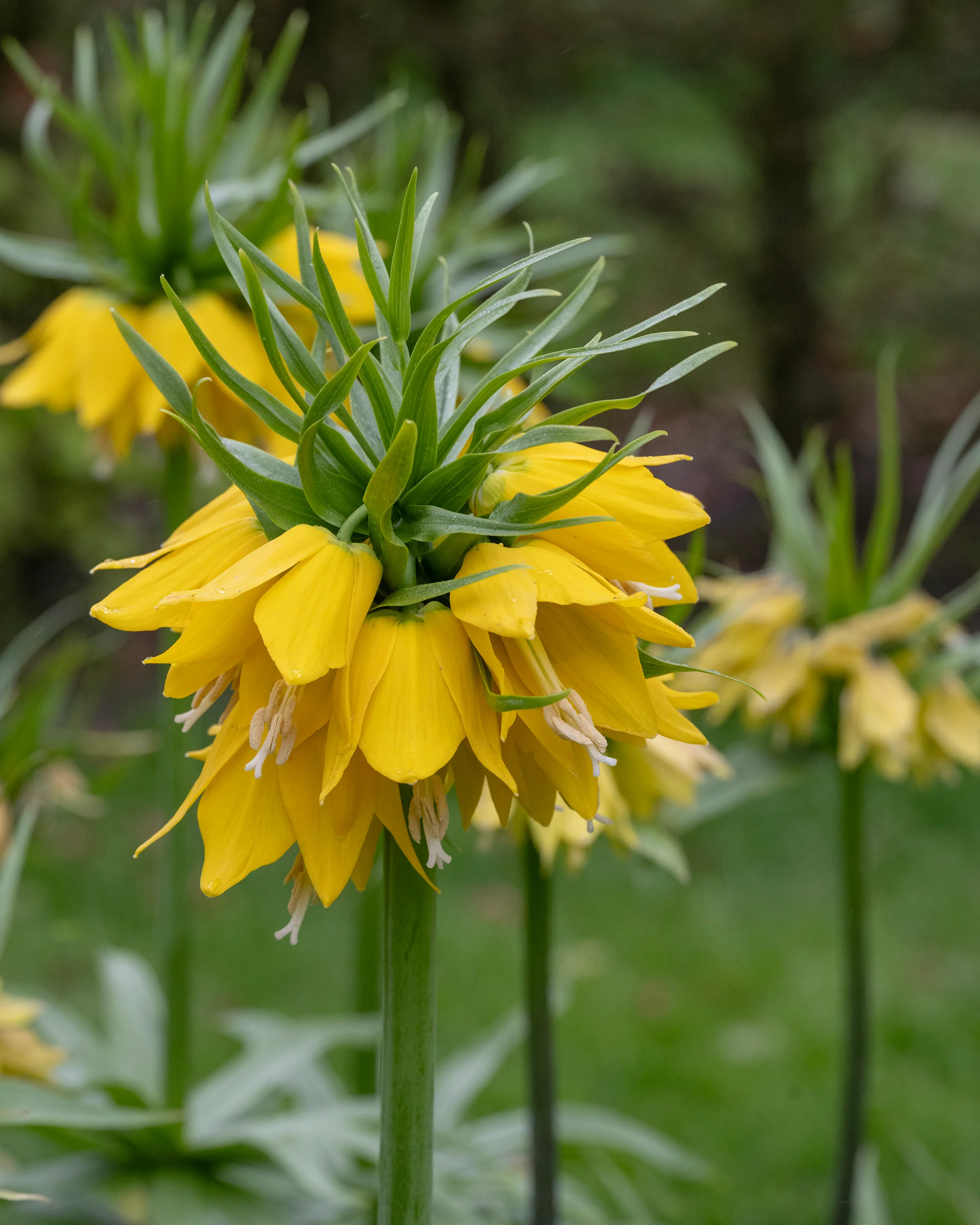 Fritillaria 'Yellow Beauty' - Image 3