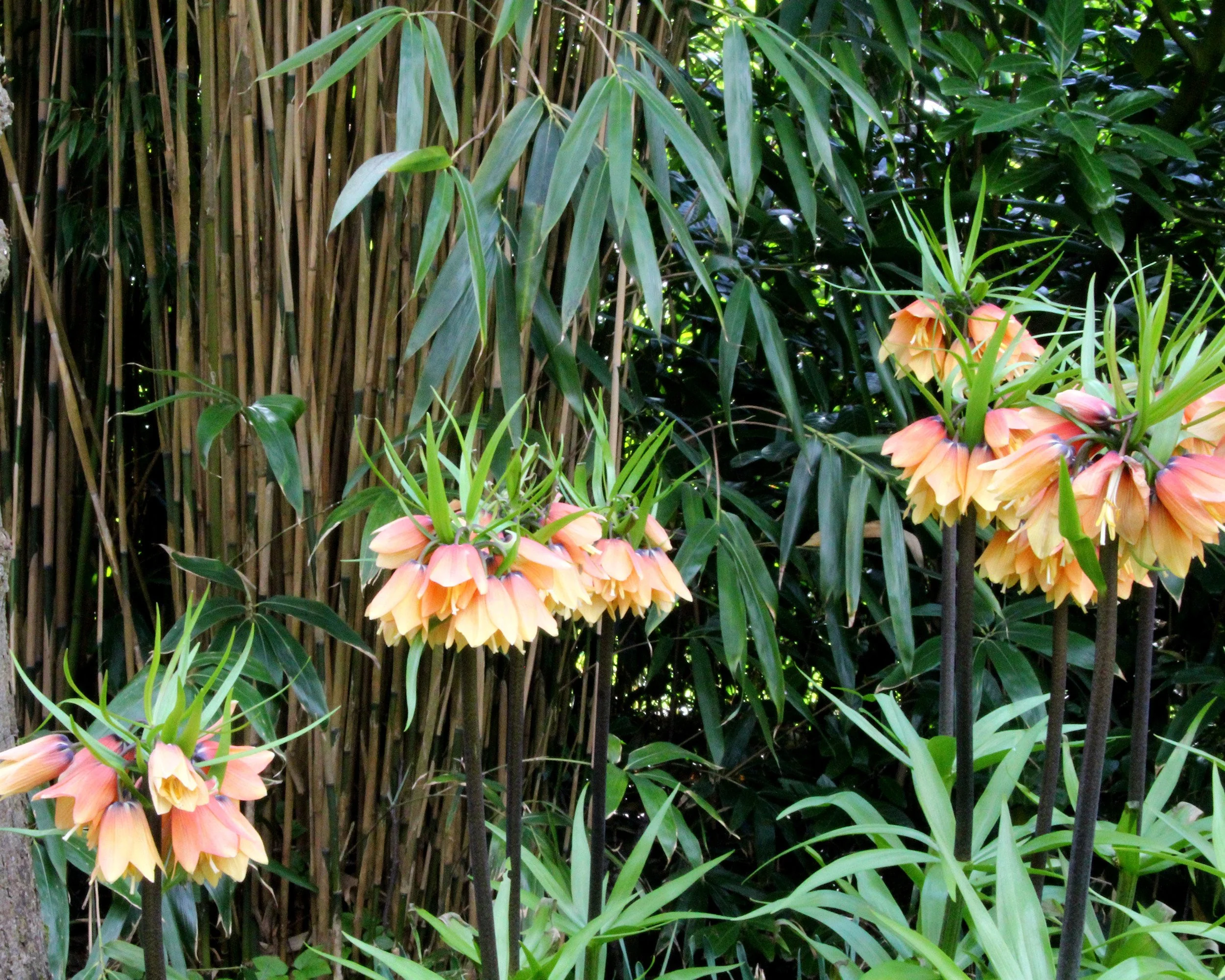 Fritillaria 'Early Fantasy' - Image 6