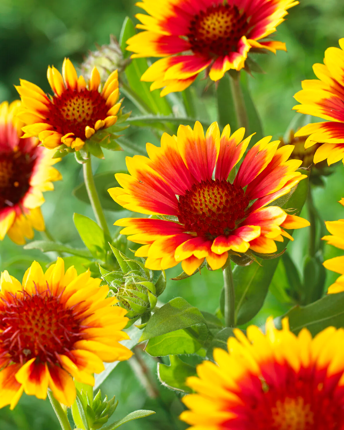Gaillardia 'Kobold' - Image 6