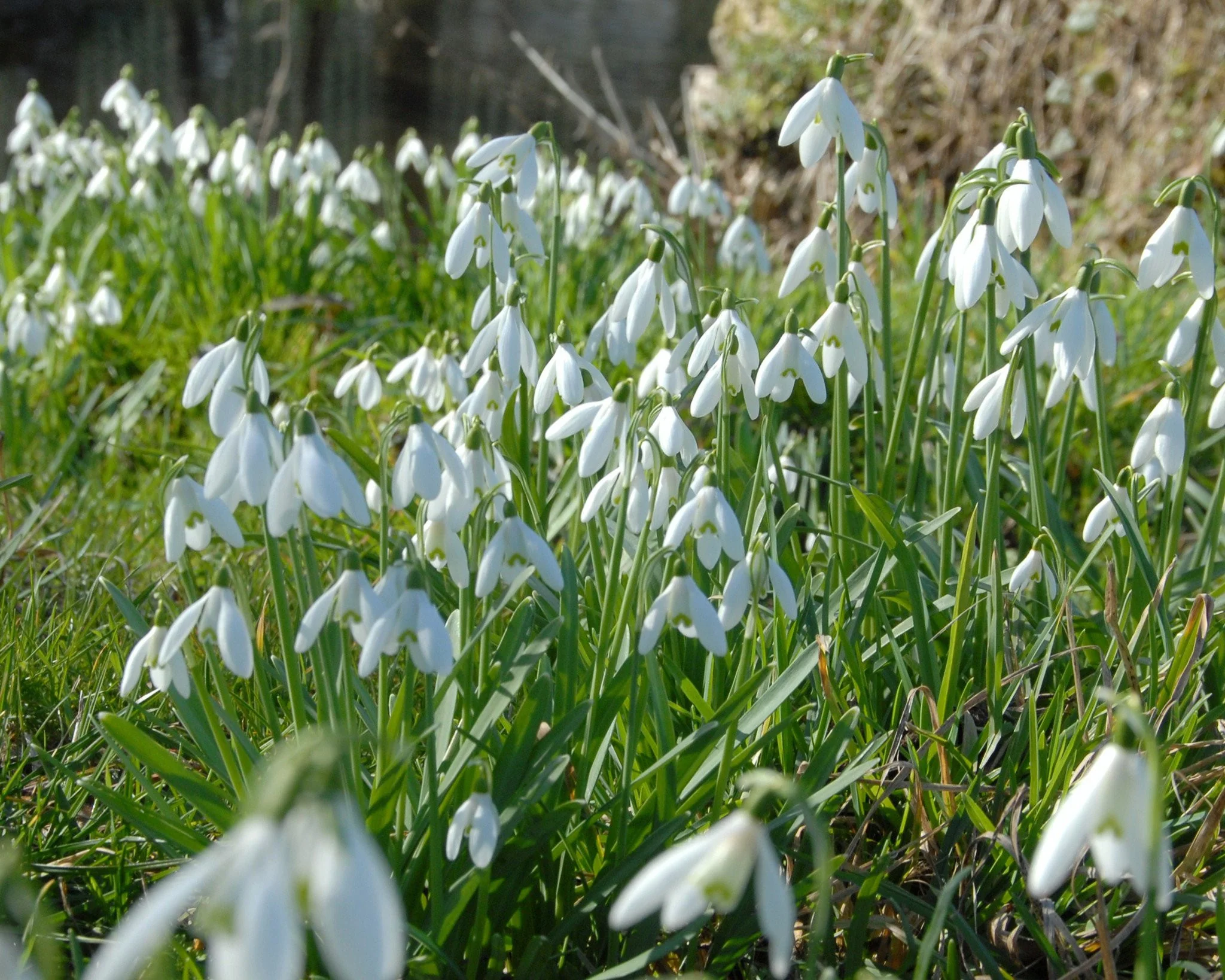 Galanthus nivalis - Image 4