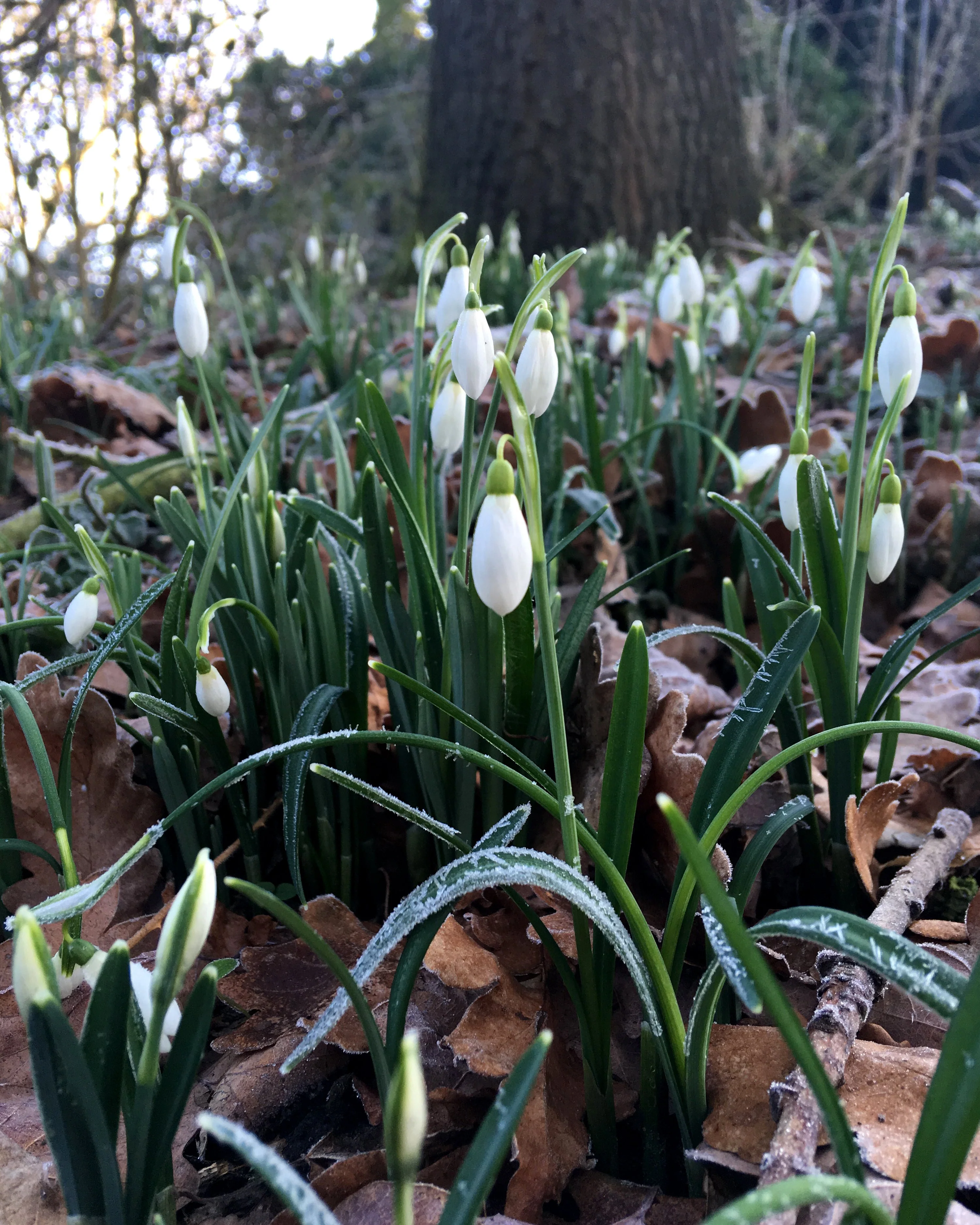 Galanthus nivalis - Image 5