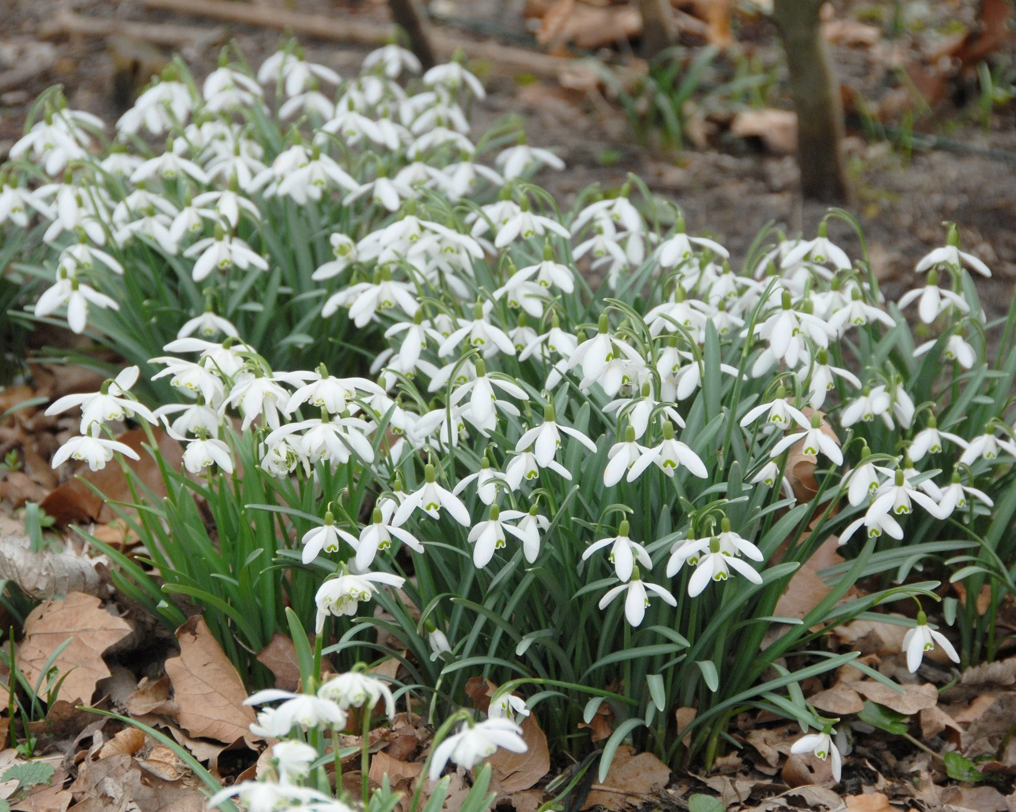 Galanthus nivalis - Image 6