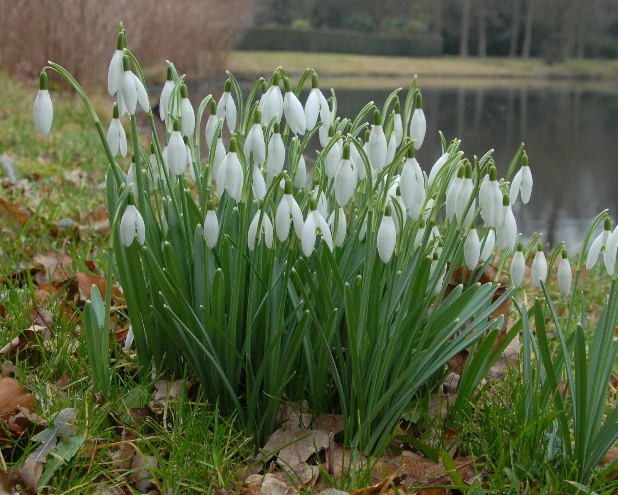 Galanthus nivalis - Image 7
