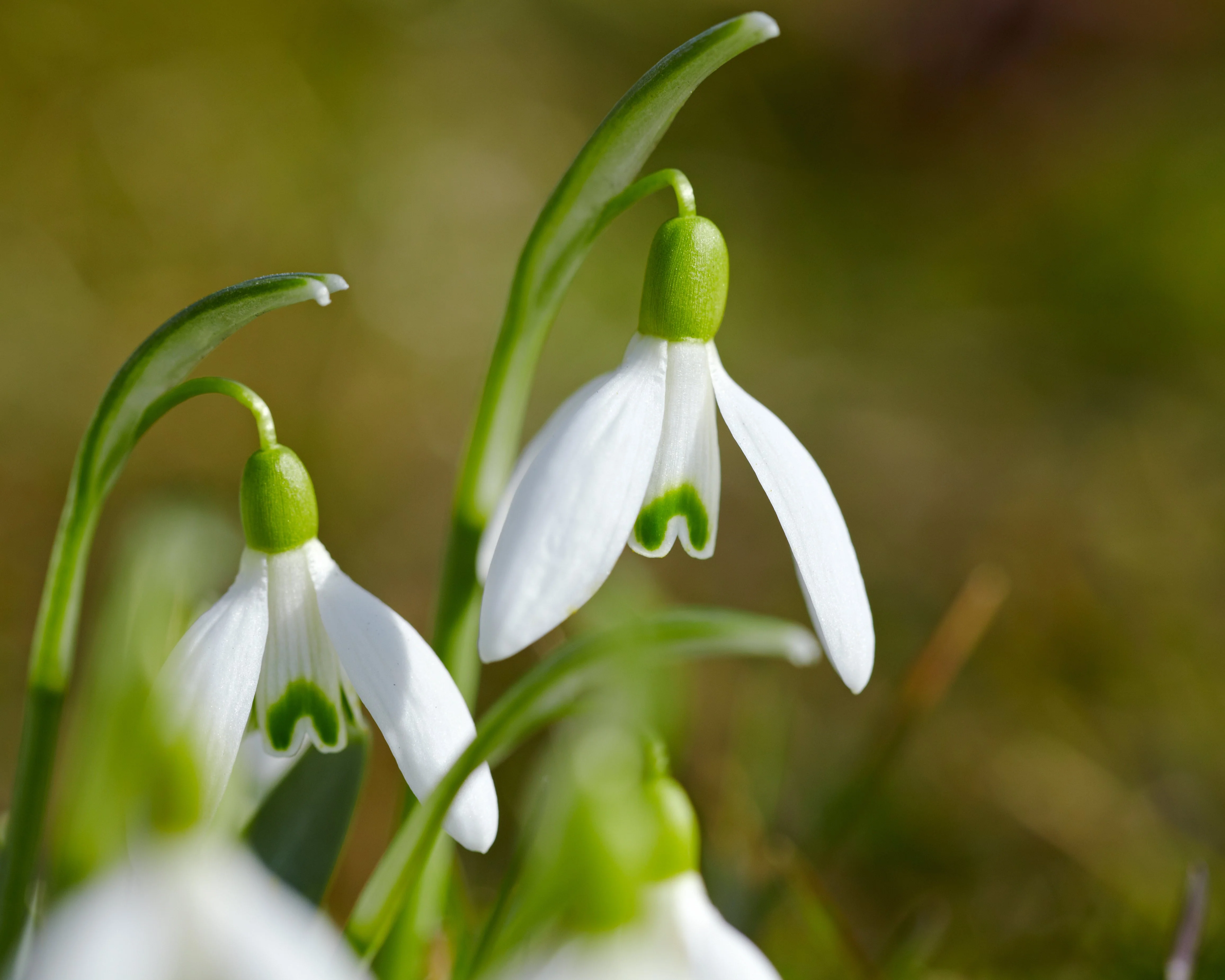 Galanthus nivalis - Image 8