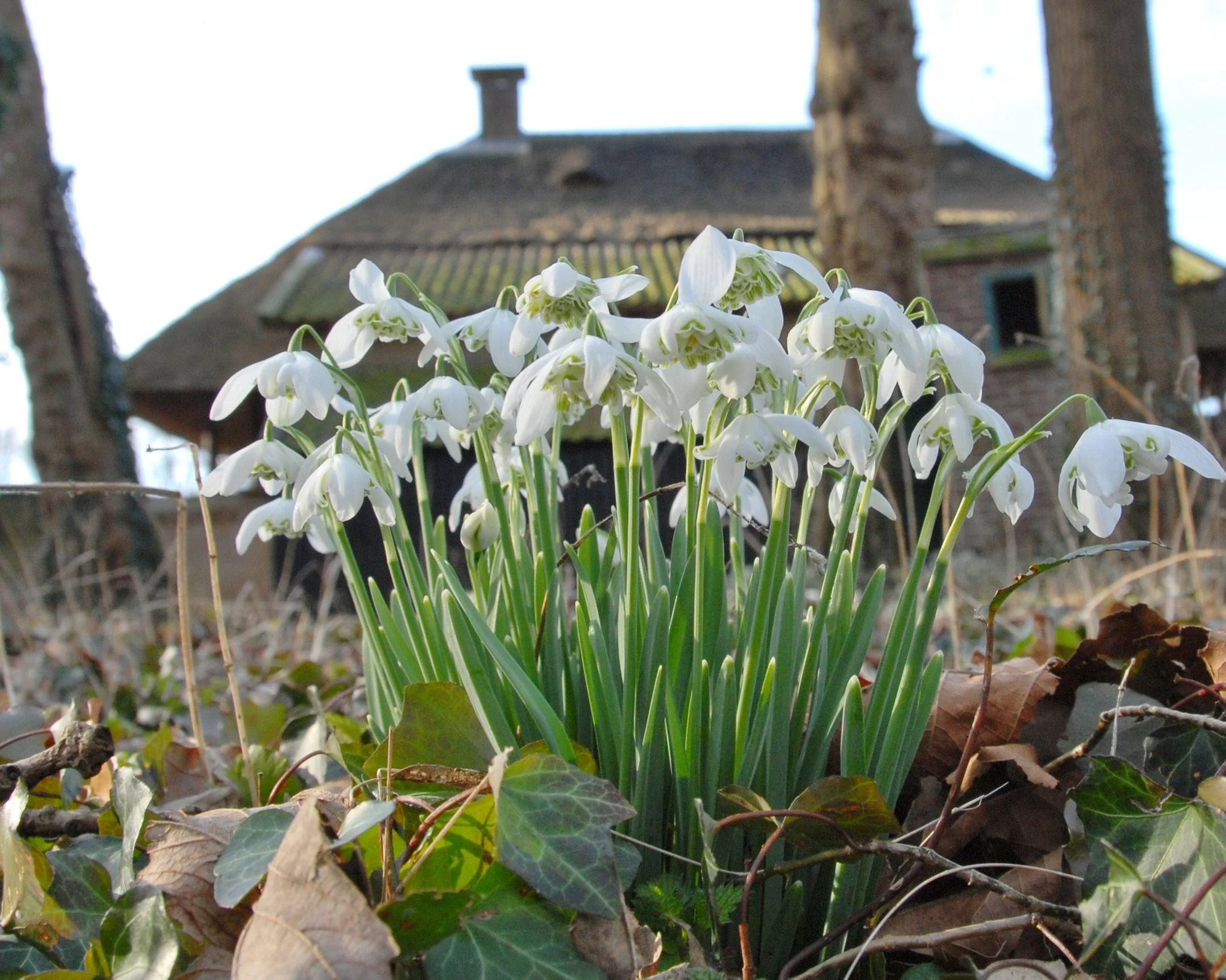 Galanthus nivalis 'Flore Pleno' - Image 3