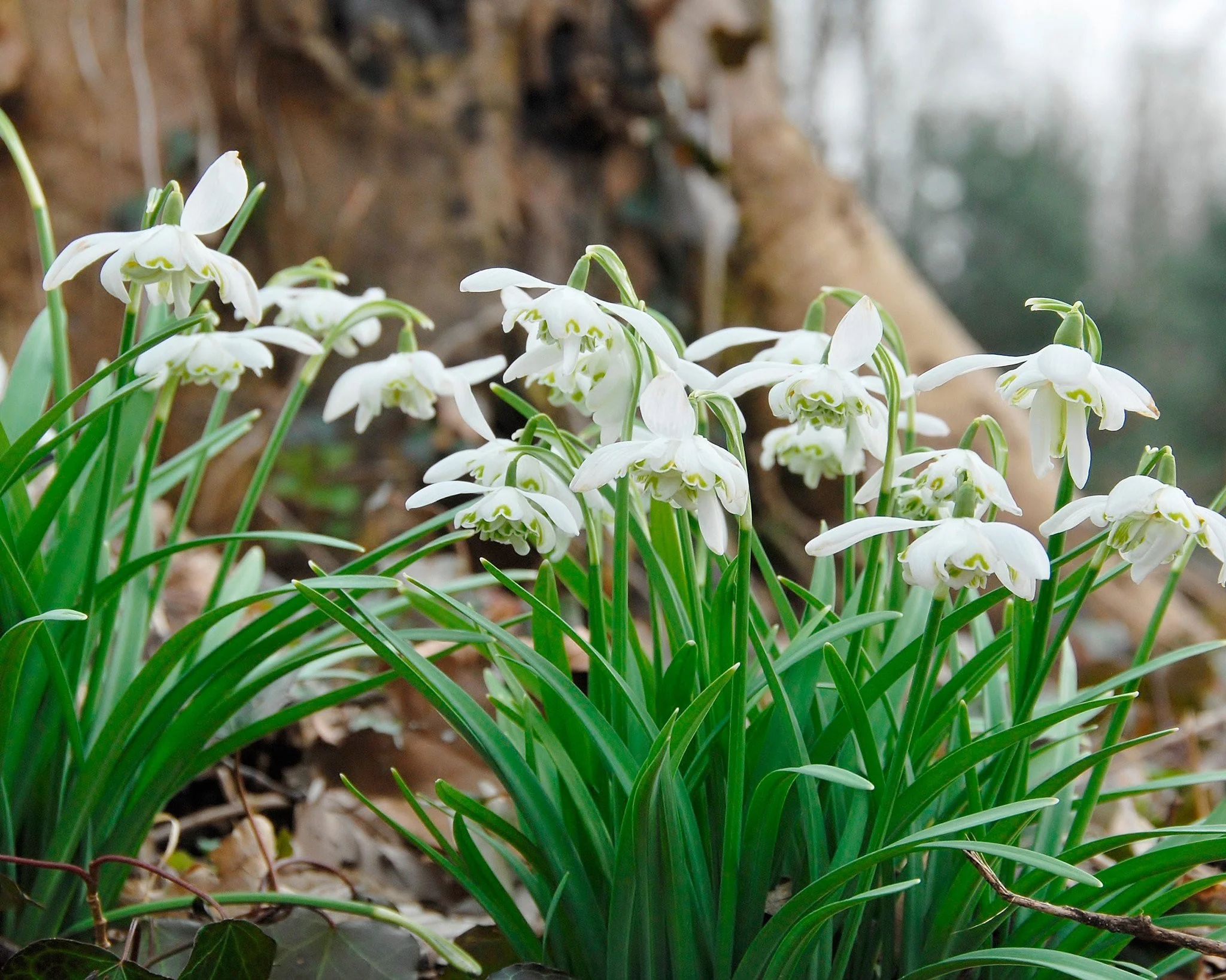 Galanthus nivalis 'Flore Pleno' - Image 4
