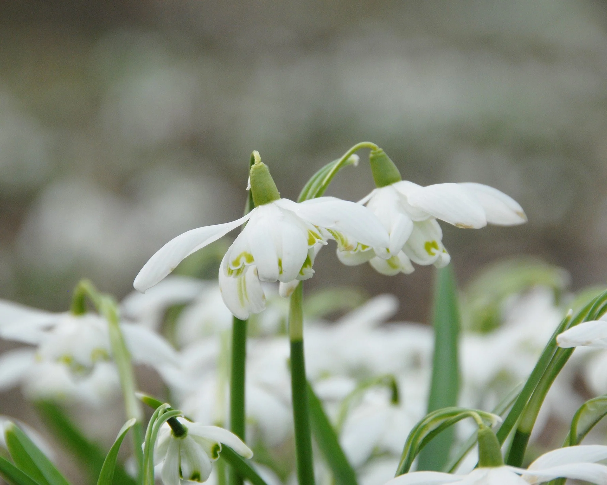 Galanthus nivalis 'Flore Pleno' - Image 5