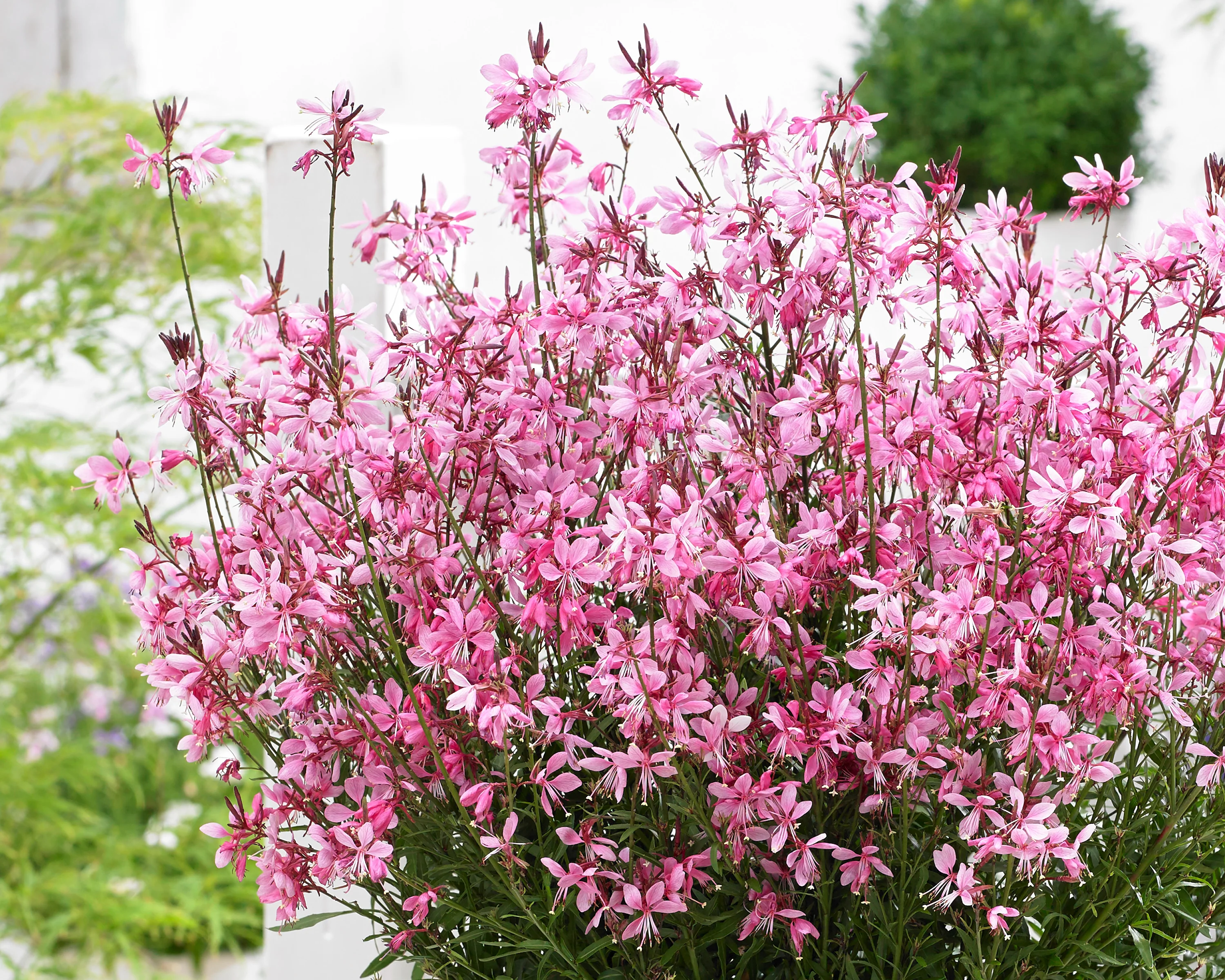 Gaura 'Baby Butterfly Dark Pink' - Image 3