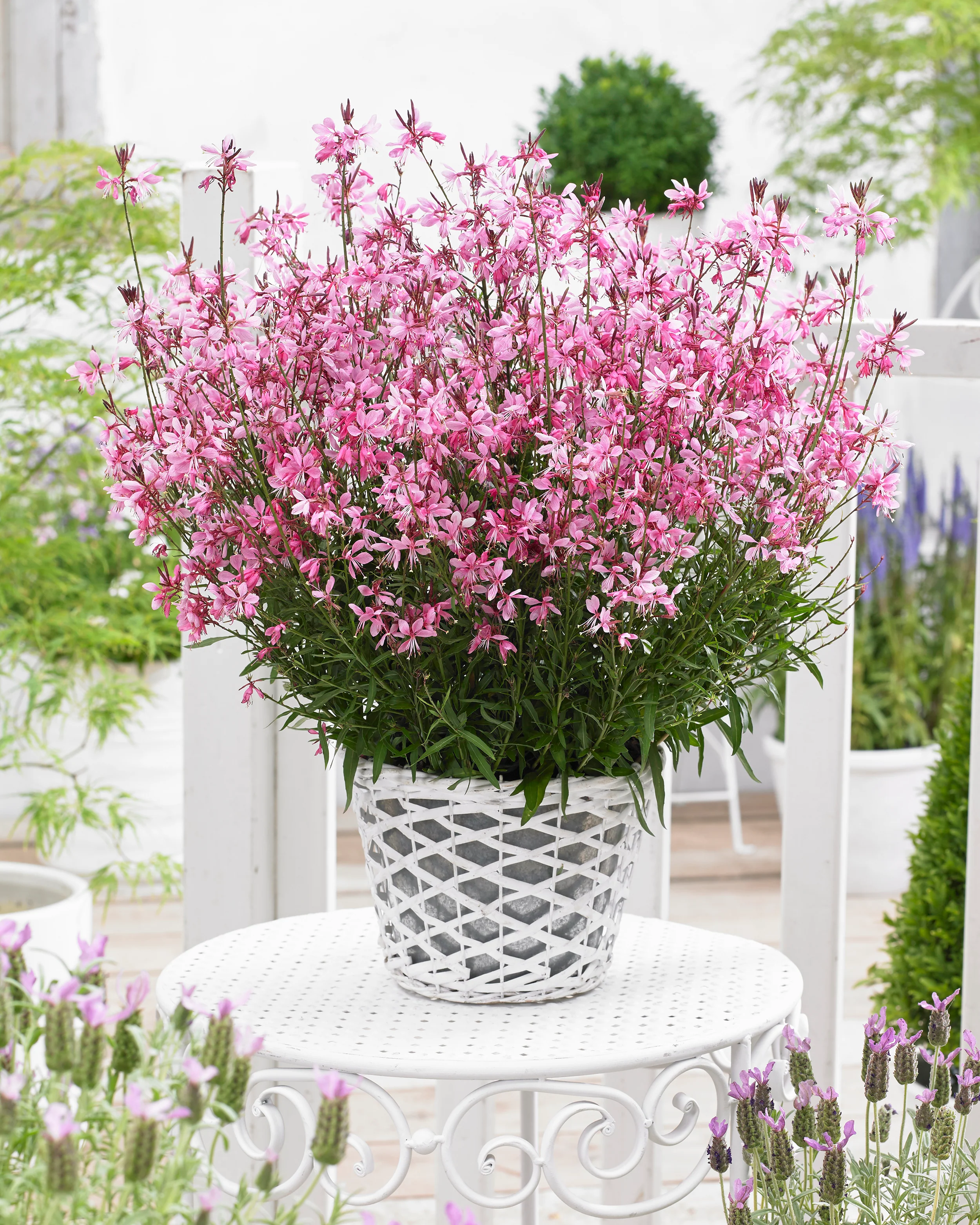 Gaura 'Baby Butterfly Dark Pink' - Image 4