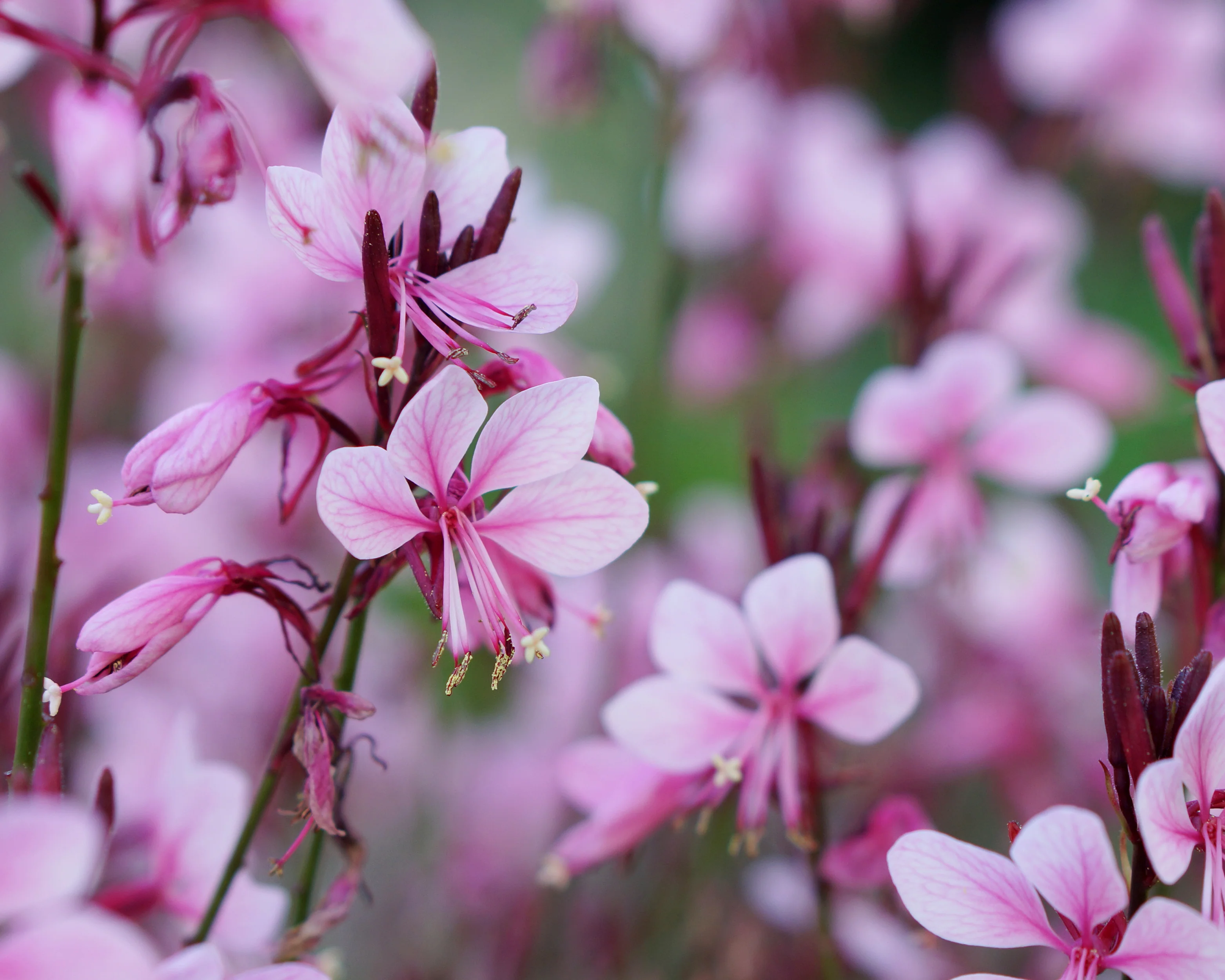 Gaura 'Baby Butterfly Dark Pink' - Image 7