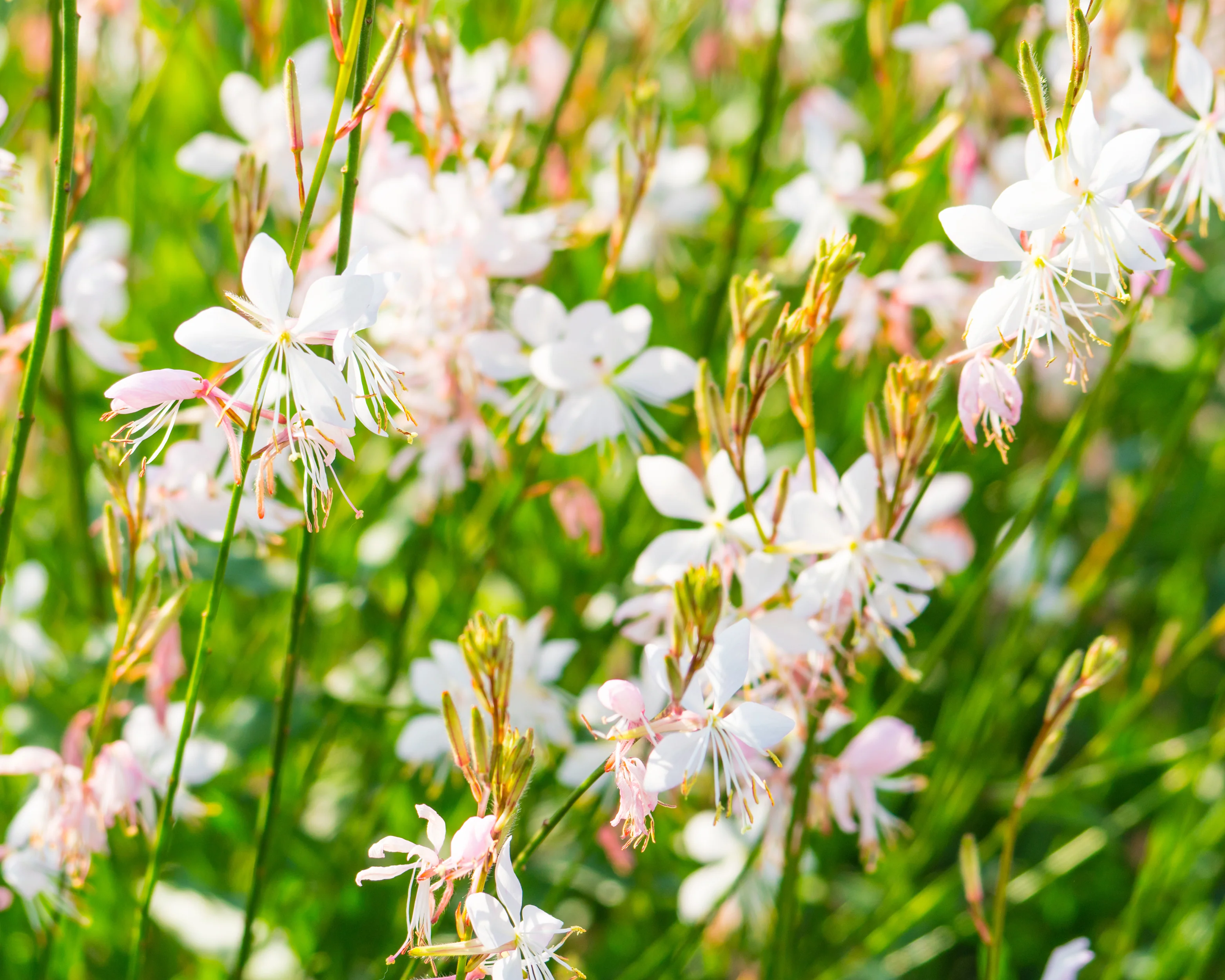 Gaura lindheimeri - Image 4