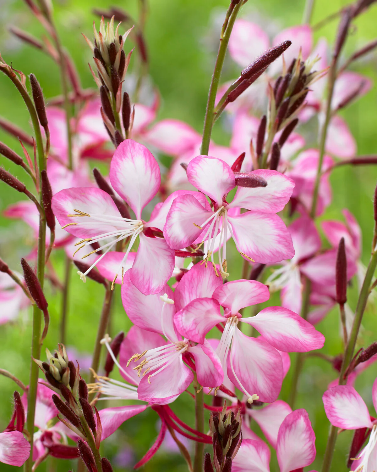 Gaura 'Rosy Jane' - Image 4