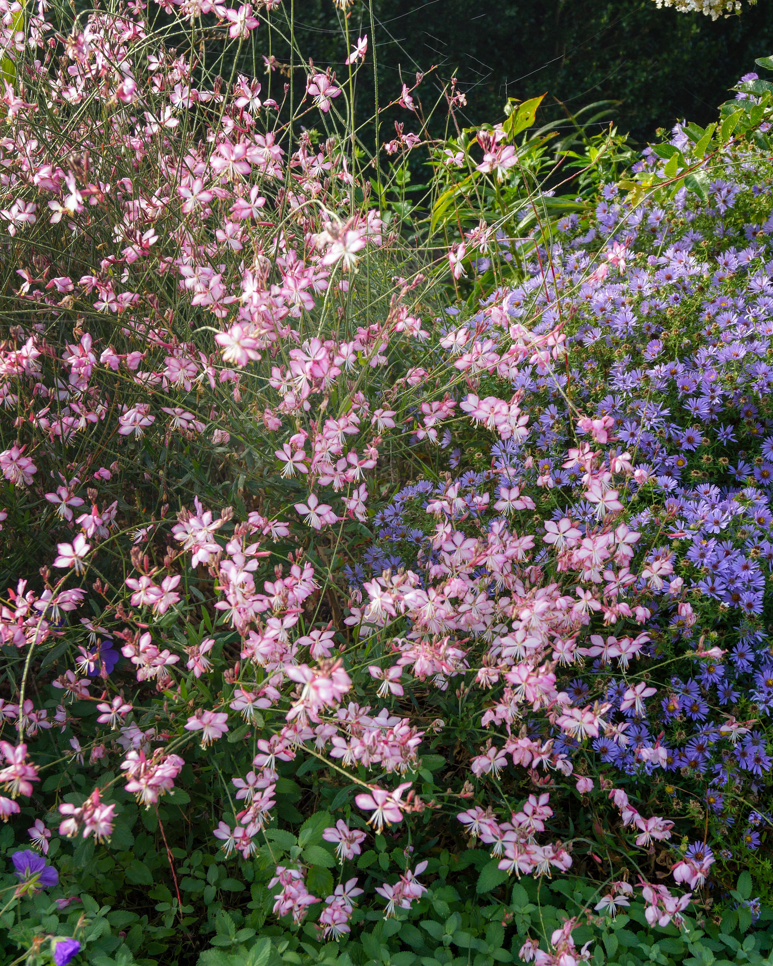 Gaura 'Rosy Jane' - Image 5