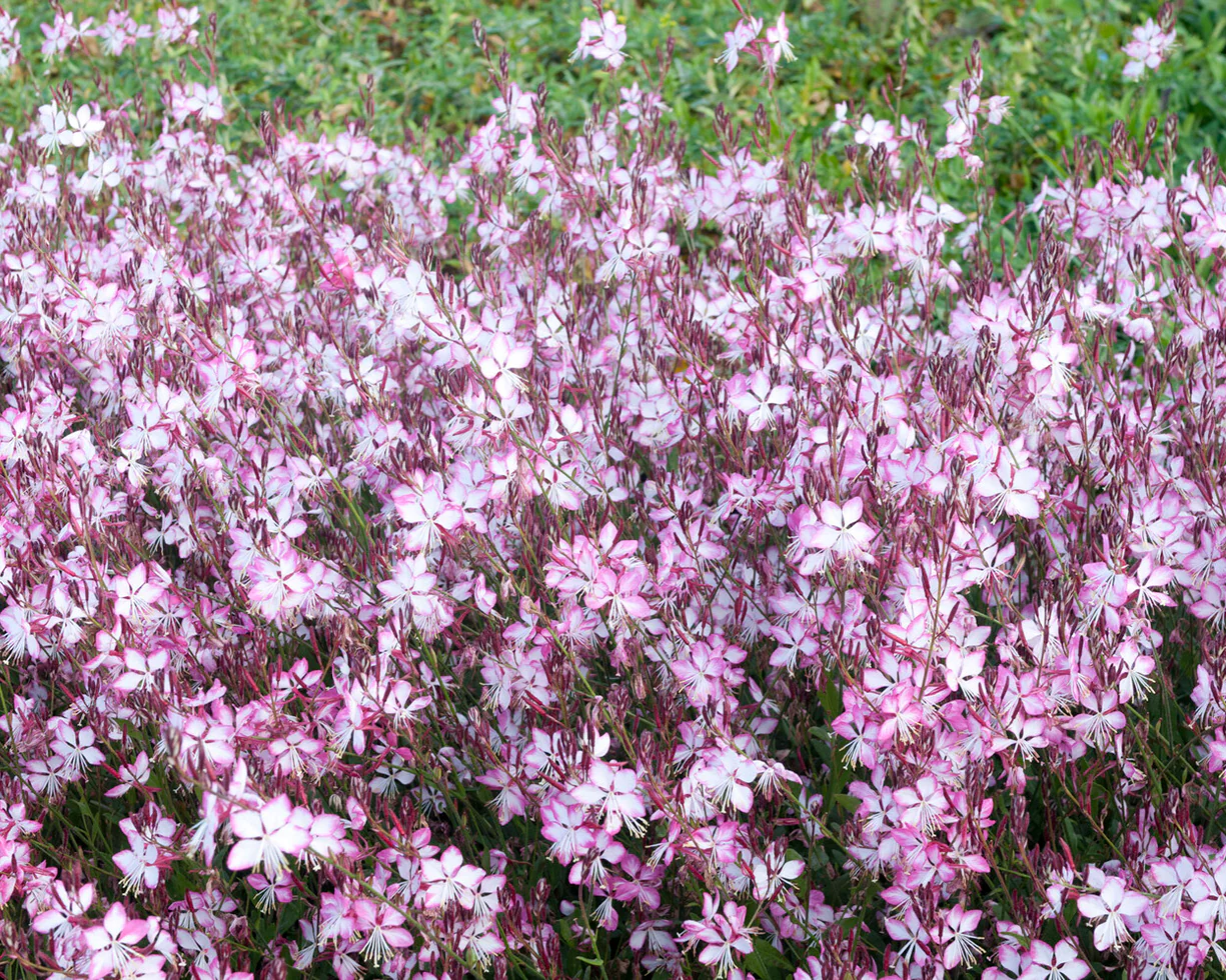 Gaura 'Rosy Jane' - Image 6