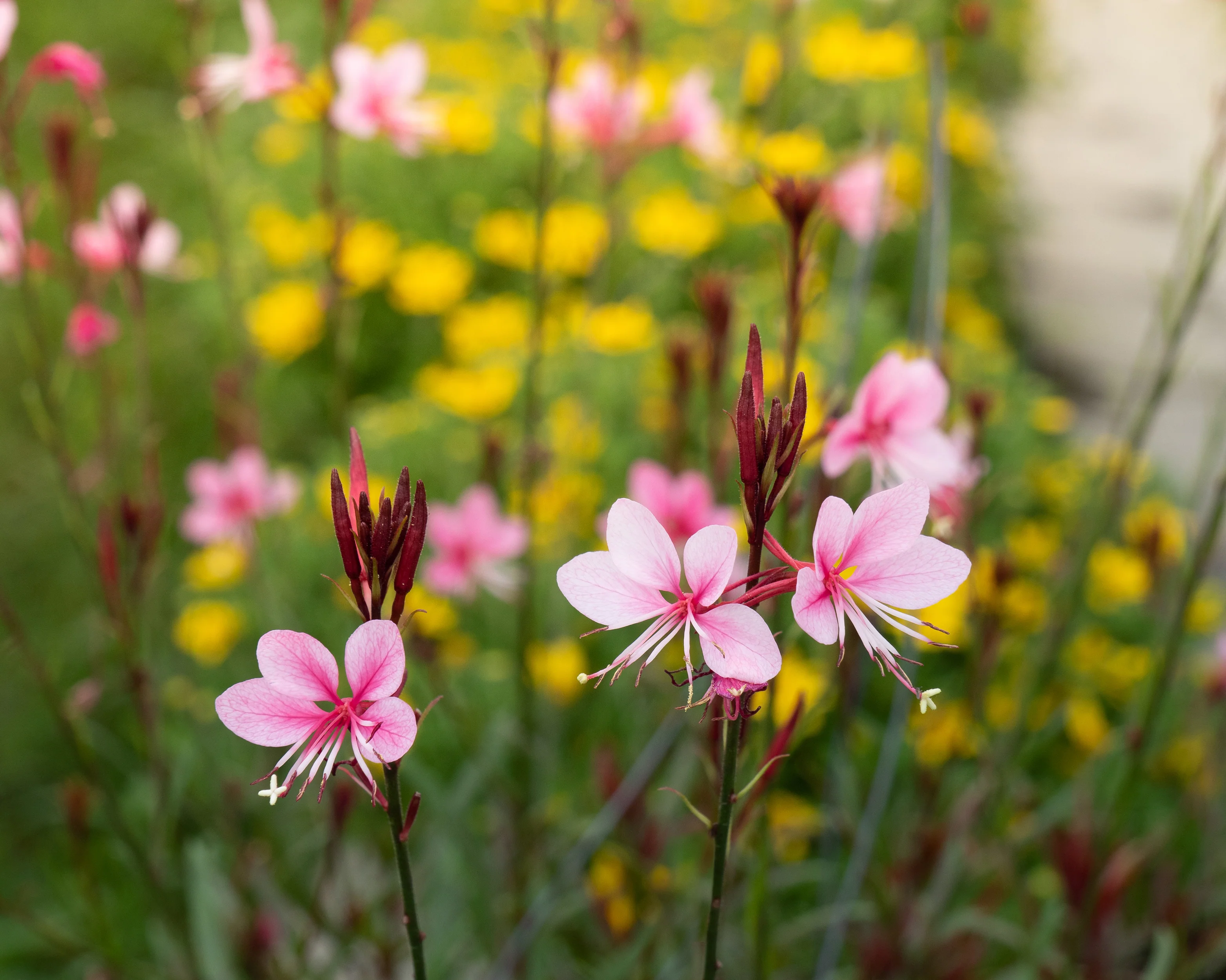 Gaura 'Siskiyou Pink' - Image 8