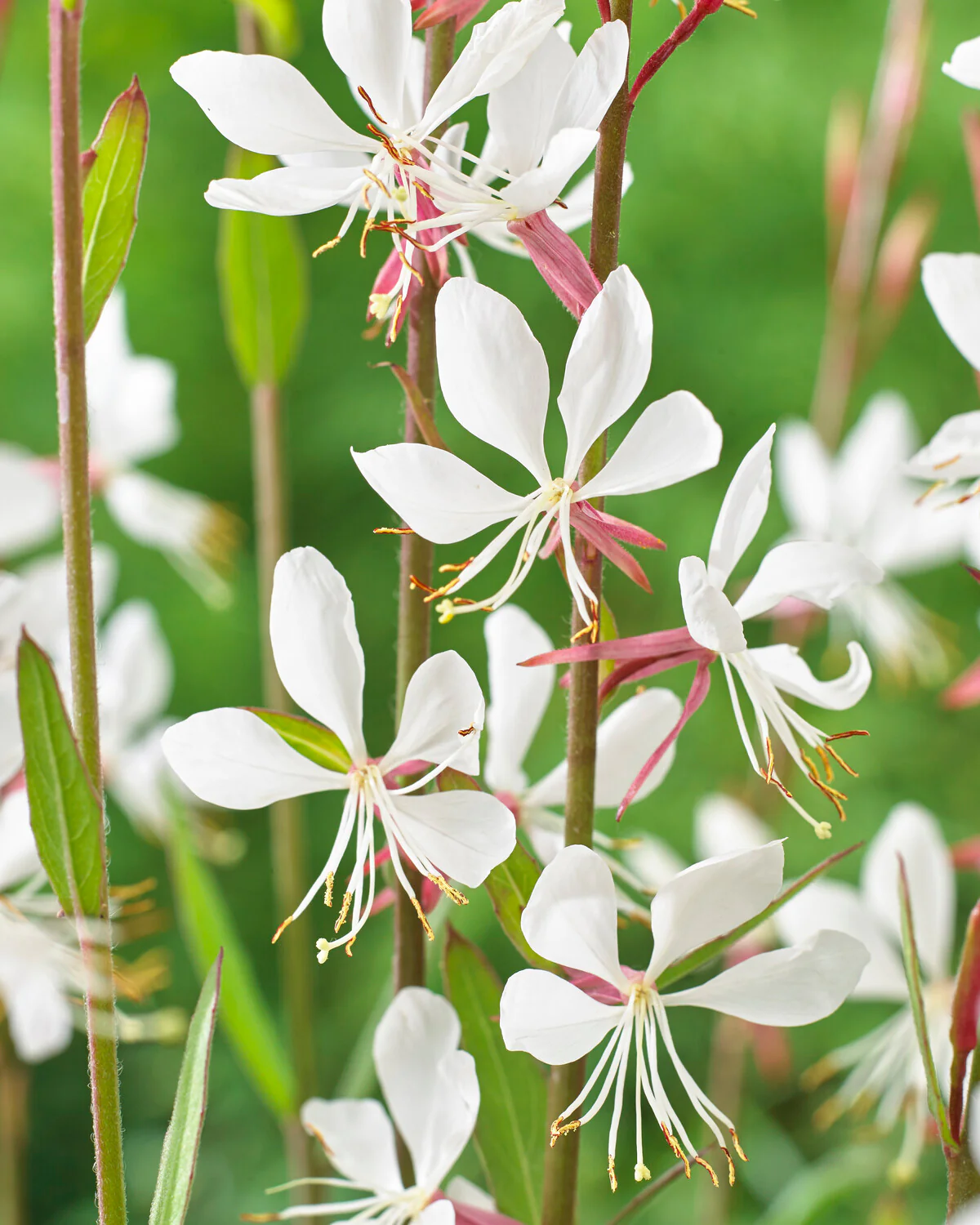Gaura 'Whirling Butterflies'