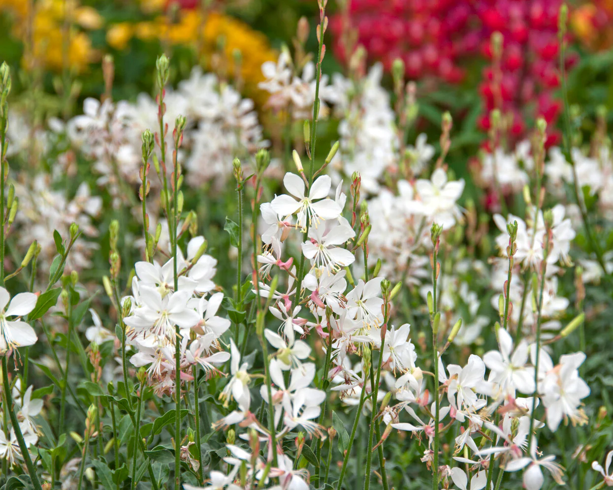 Gaura 'Whirling Butterflies' - Image 3