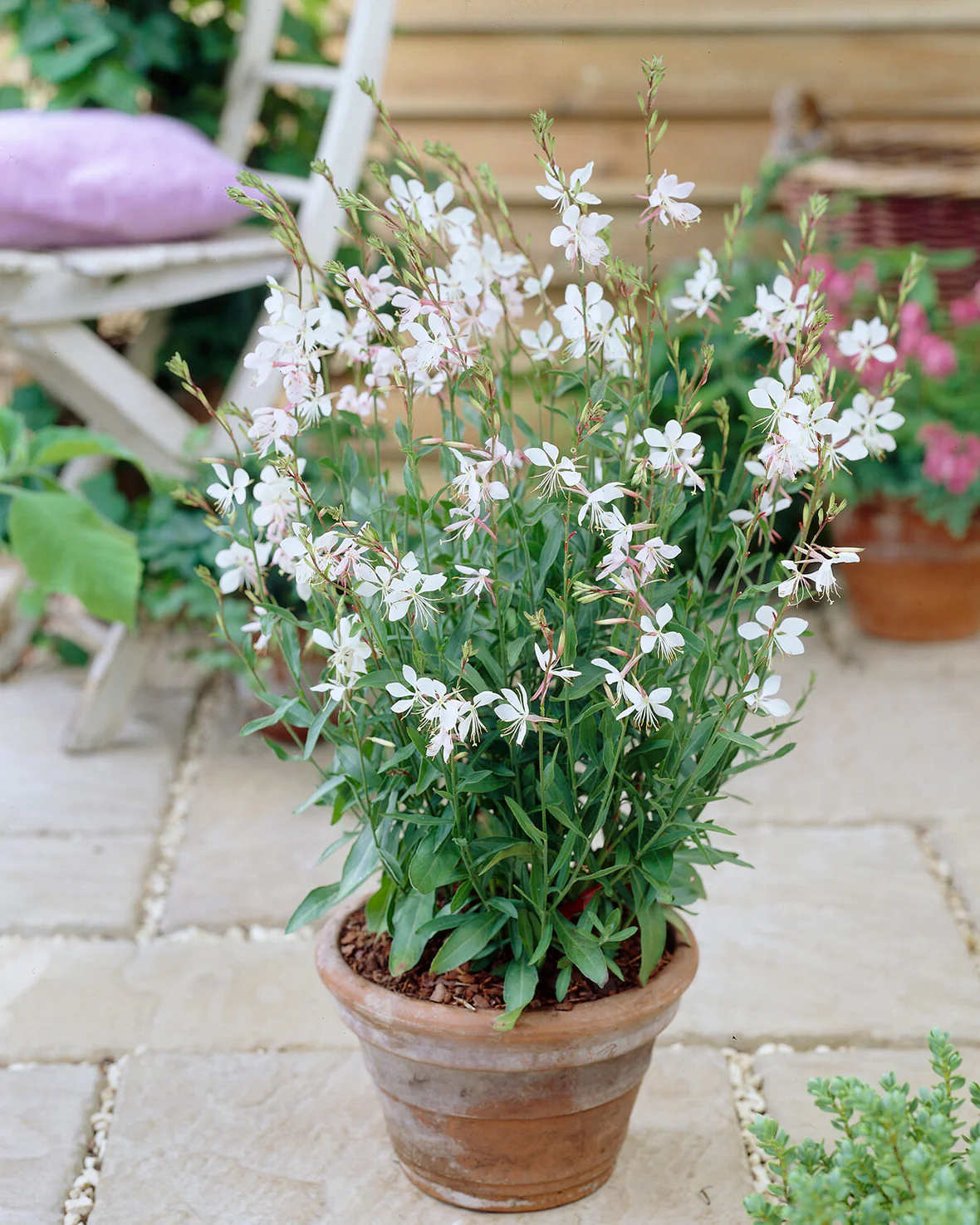 Gaura 'Whirling Butterflies' - Image 6