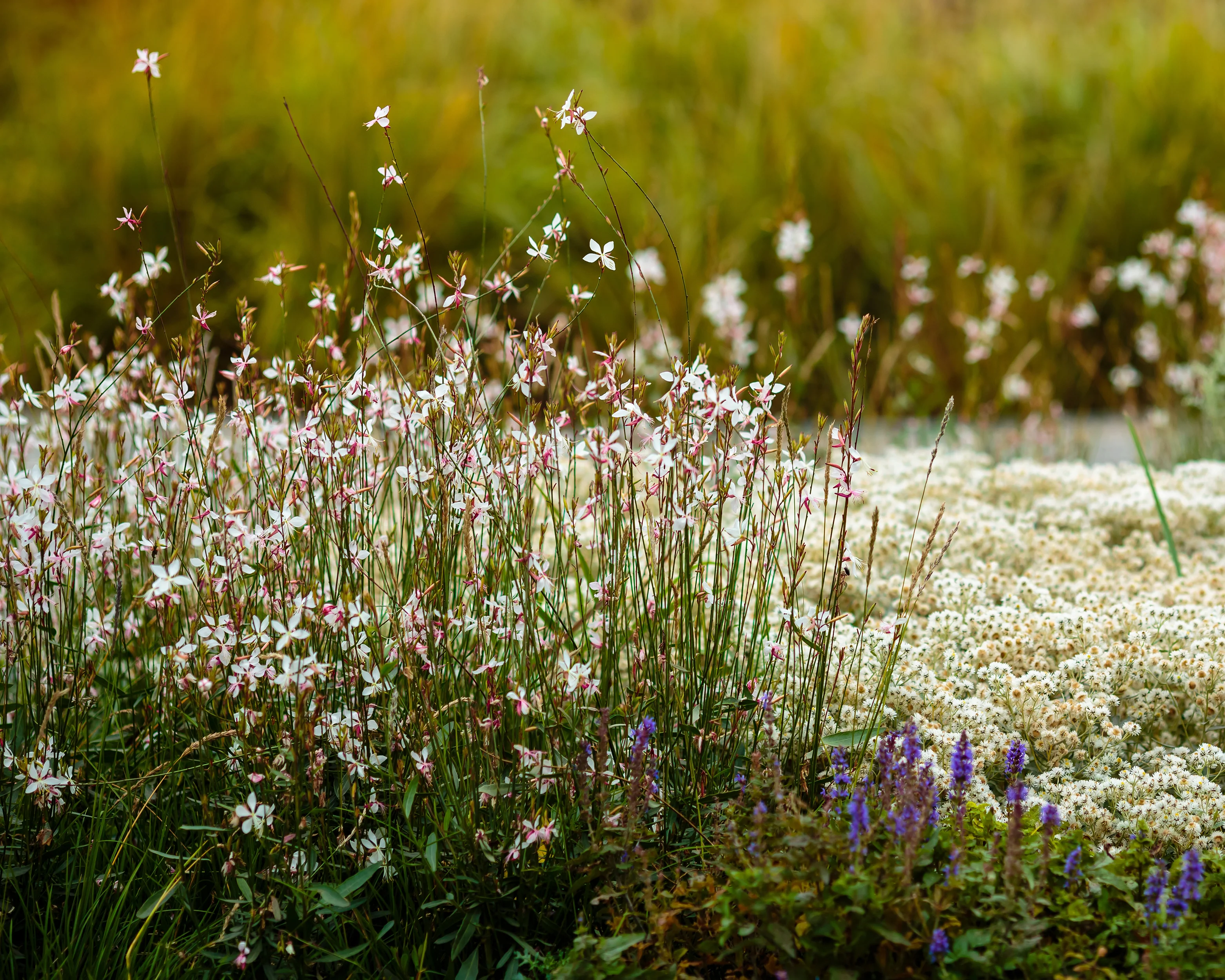 Gaura 'Whirling Butterflies' - Image 7