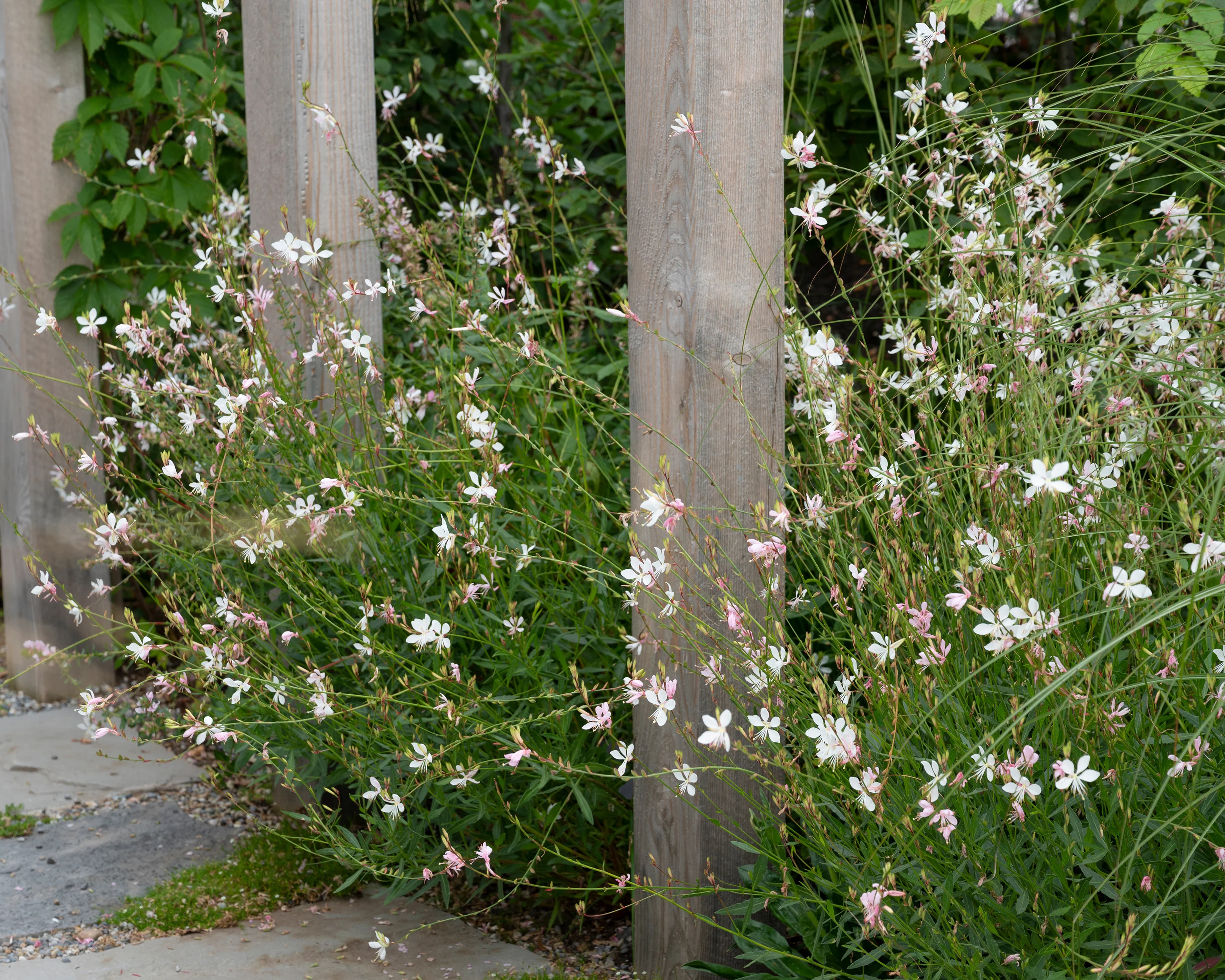 Gaura 'Whirling Butterflies' - Image 8