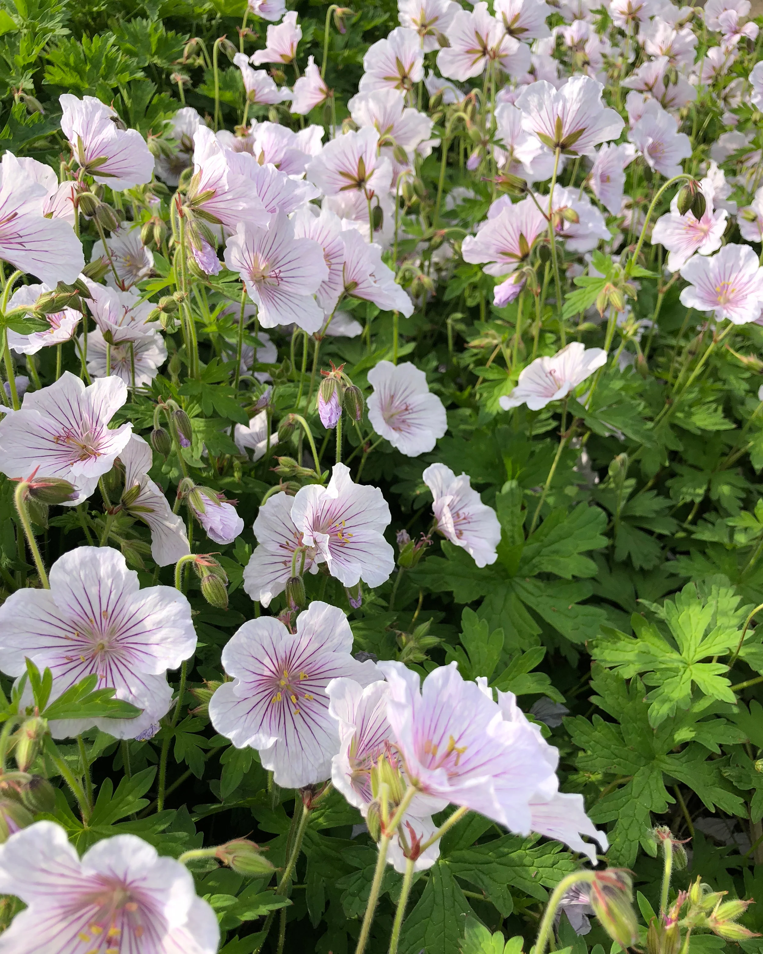 Geranium 'Alaska Rivers' - Image 3