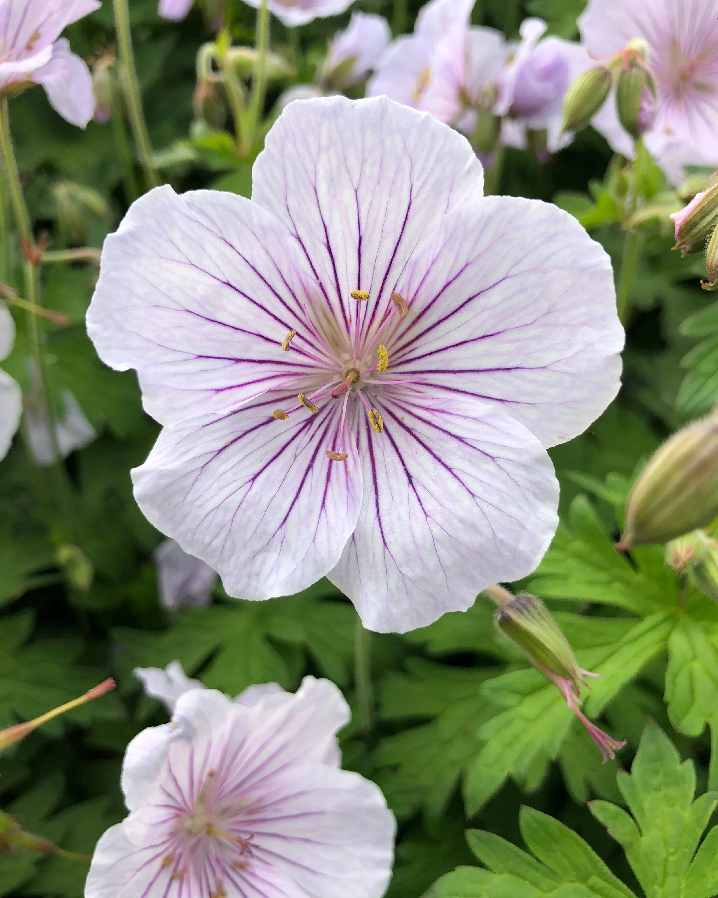 Geranium 'Alaska Rivers' - Image 6