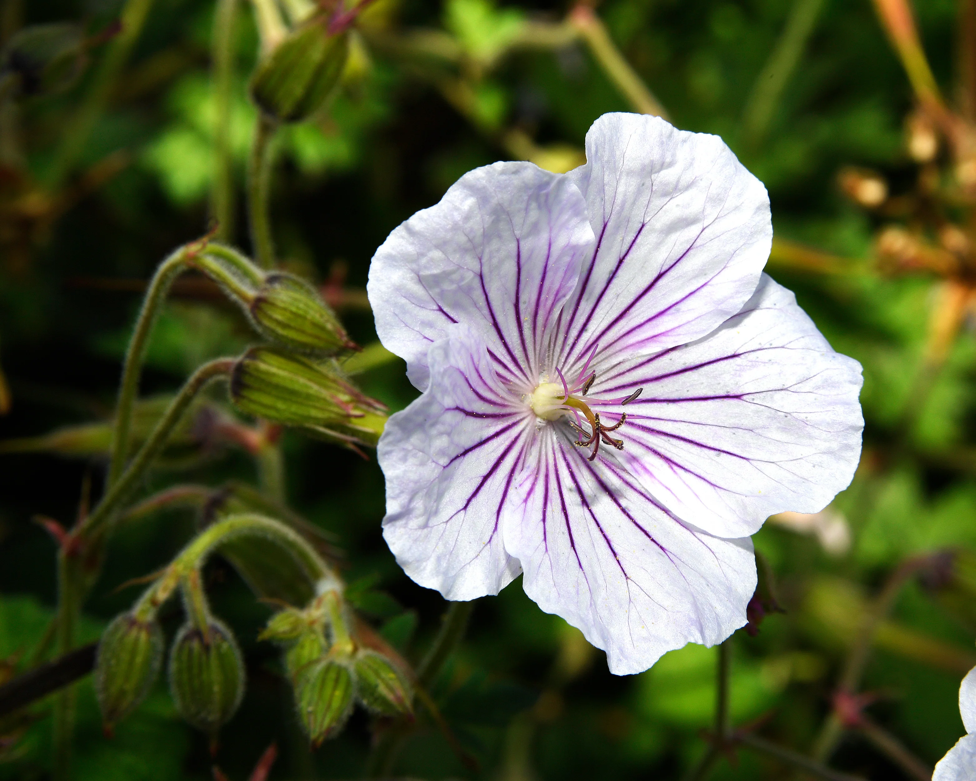Geranium 'Alaska Rivers' - Image 8