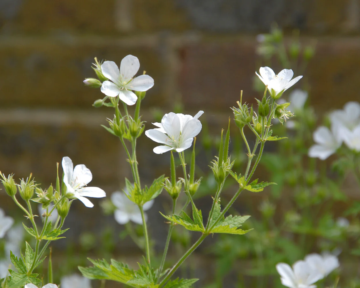 Geranium 'Album' - Image 3