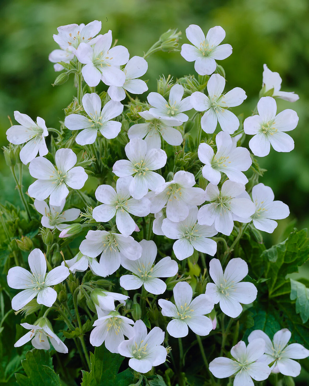 Geranium 'Album' - Image 5