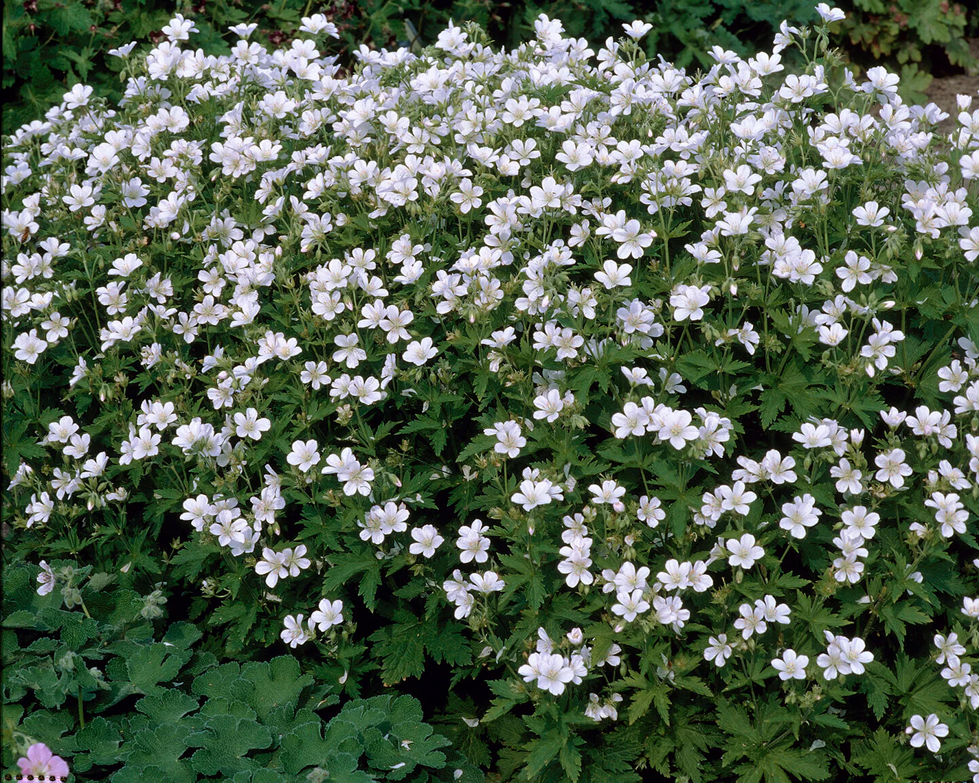 Geranium 'Album' - Image 6