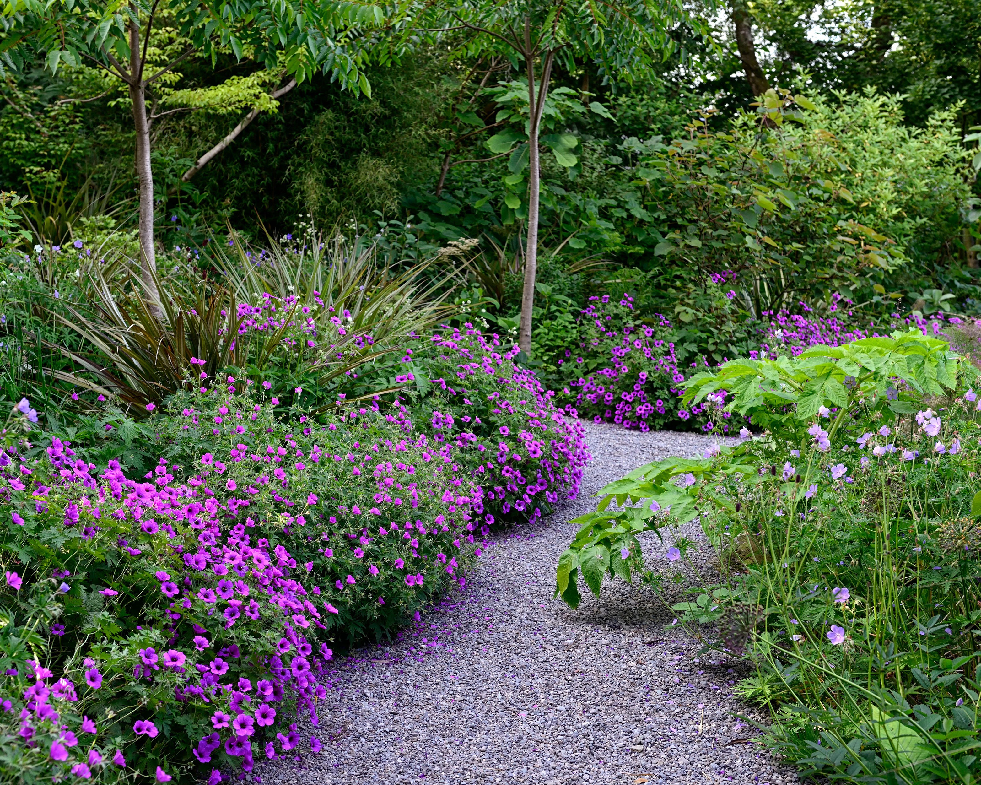 Geranium 'Anne Thomson' - Image 11