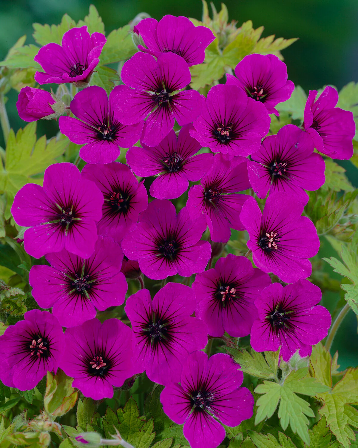 Geranium 'Anne Thomson' - Image 3