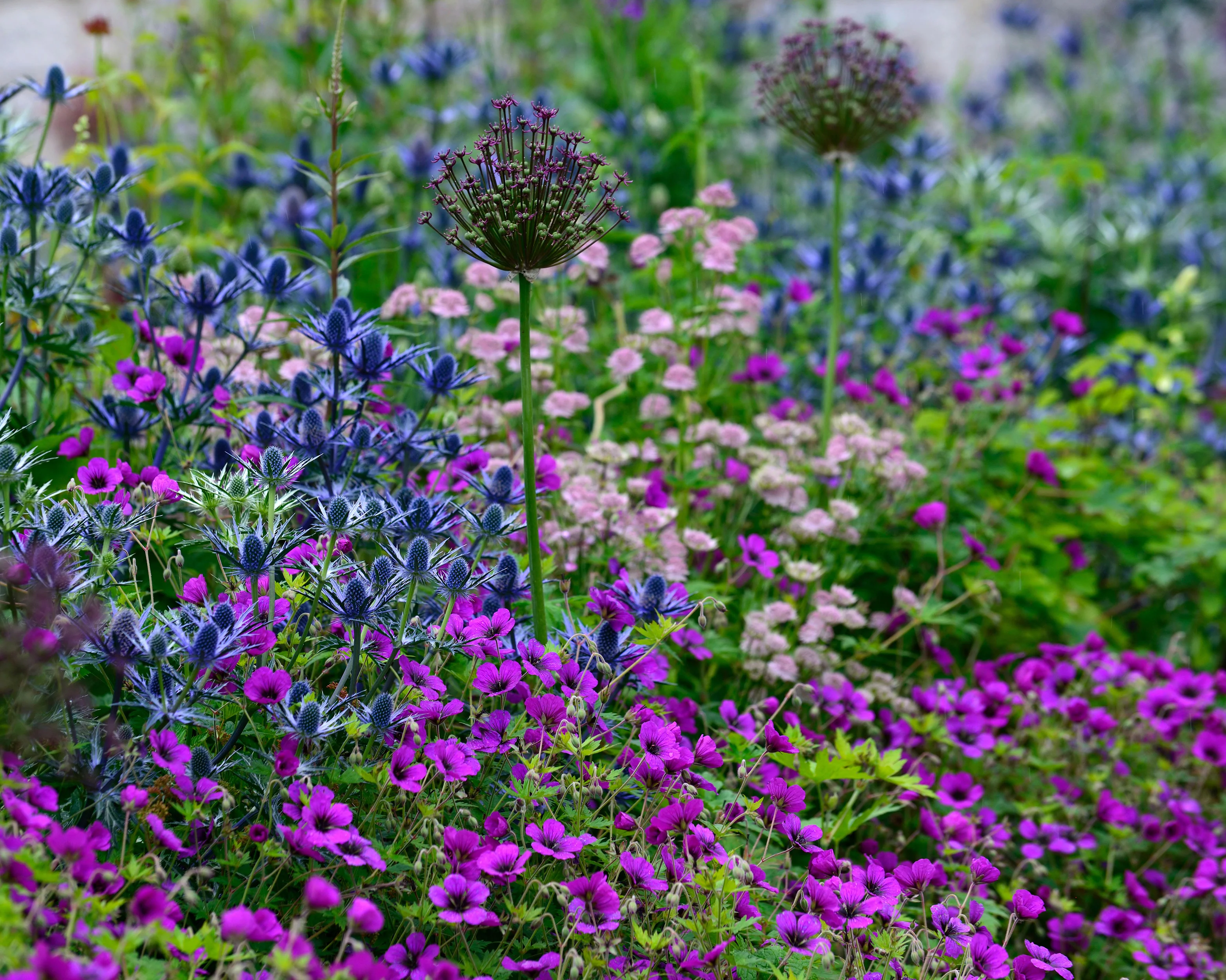 Geranium 'Anne Thomson' - Image 4
