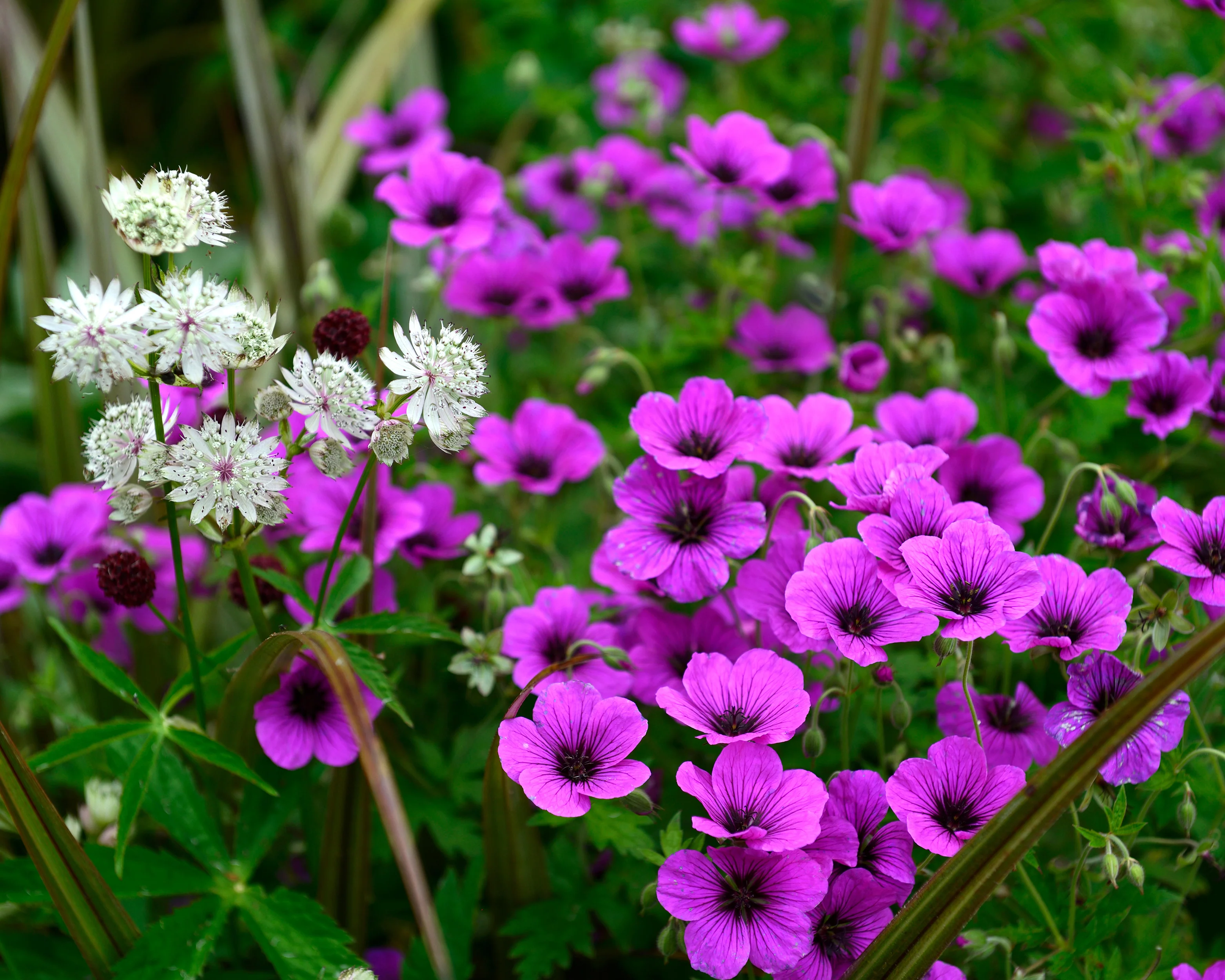 Geranium 'Anne Thomson' - Image 5