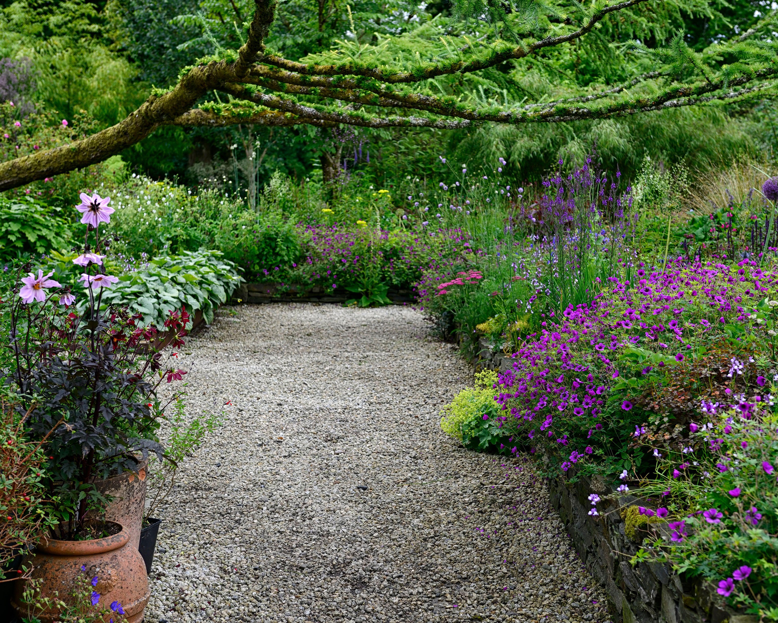 Geranium 'Anne Thomson' - Image 6