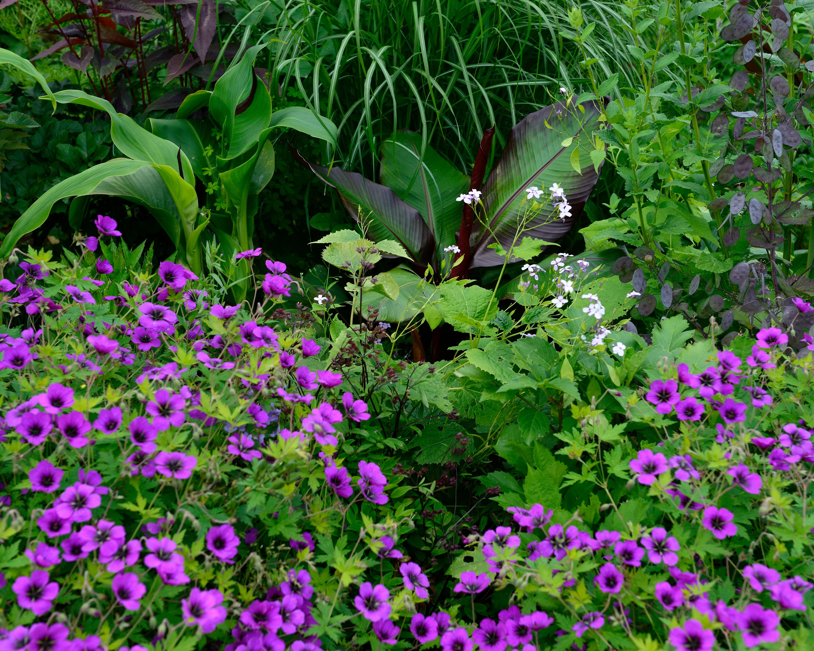 Geranium 'Anne Thomson' - Image 7