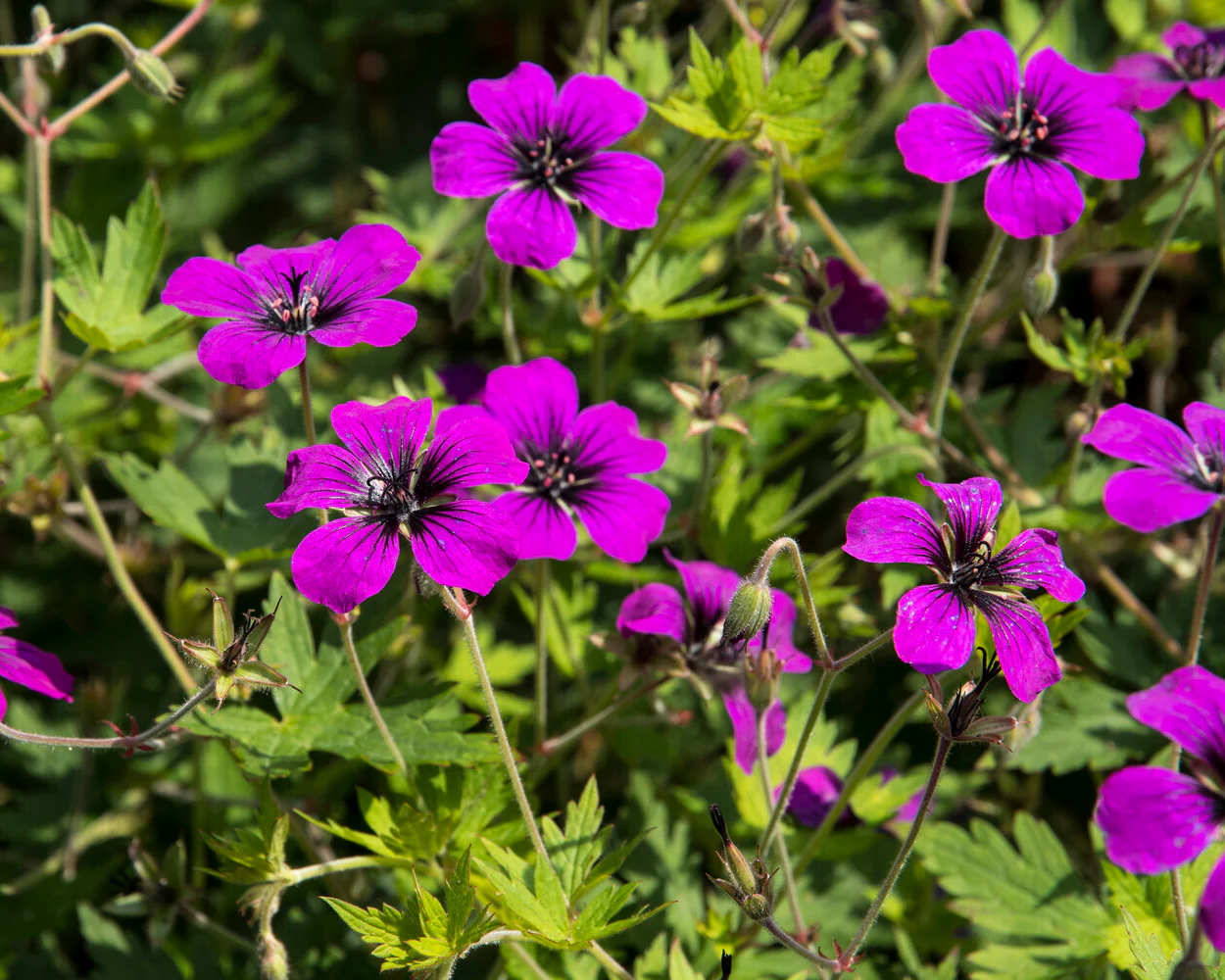 Geranium 'Anne Thomson' - Image 9