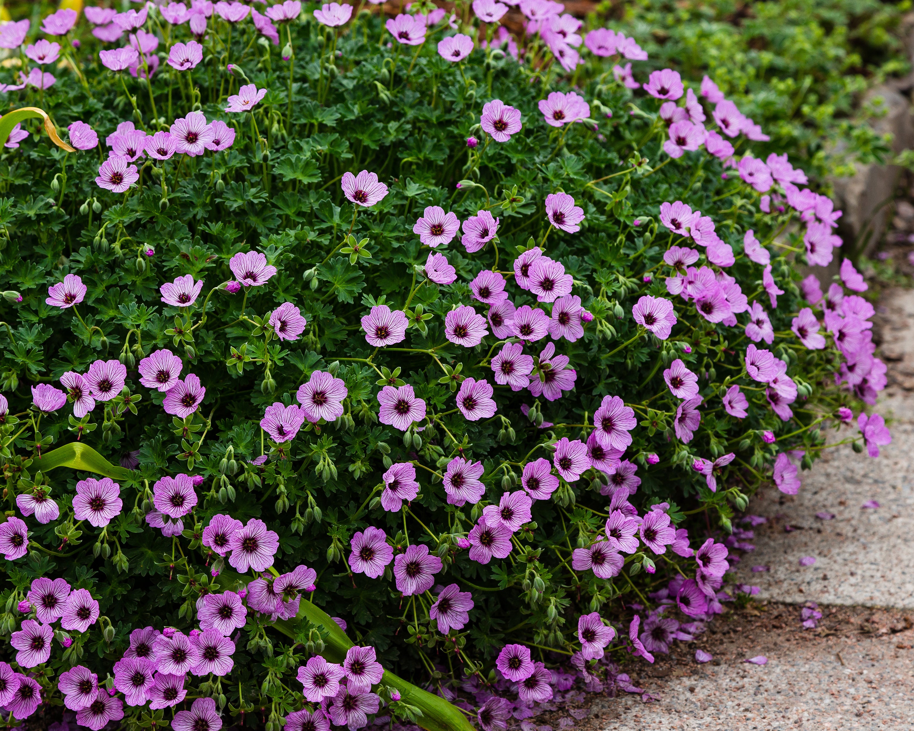 Geranium 'Ballerina' - Image 2