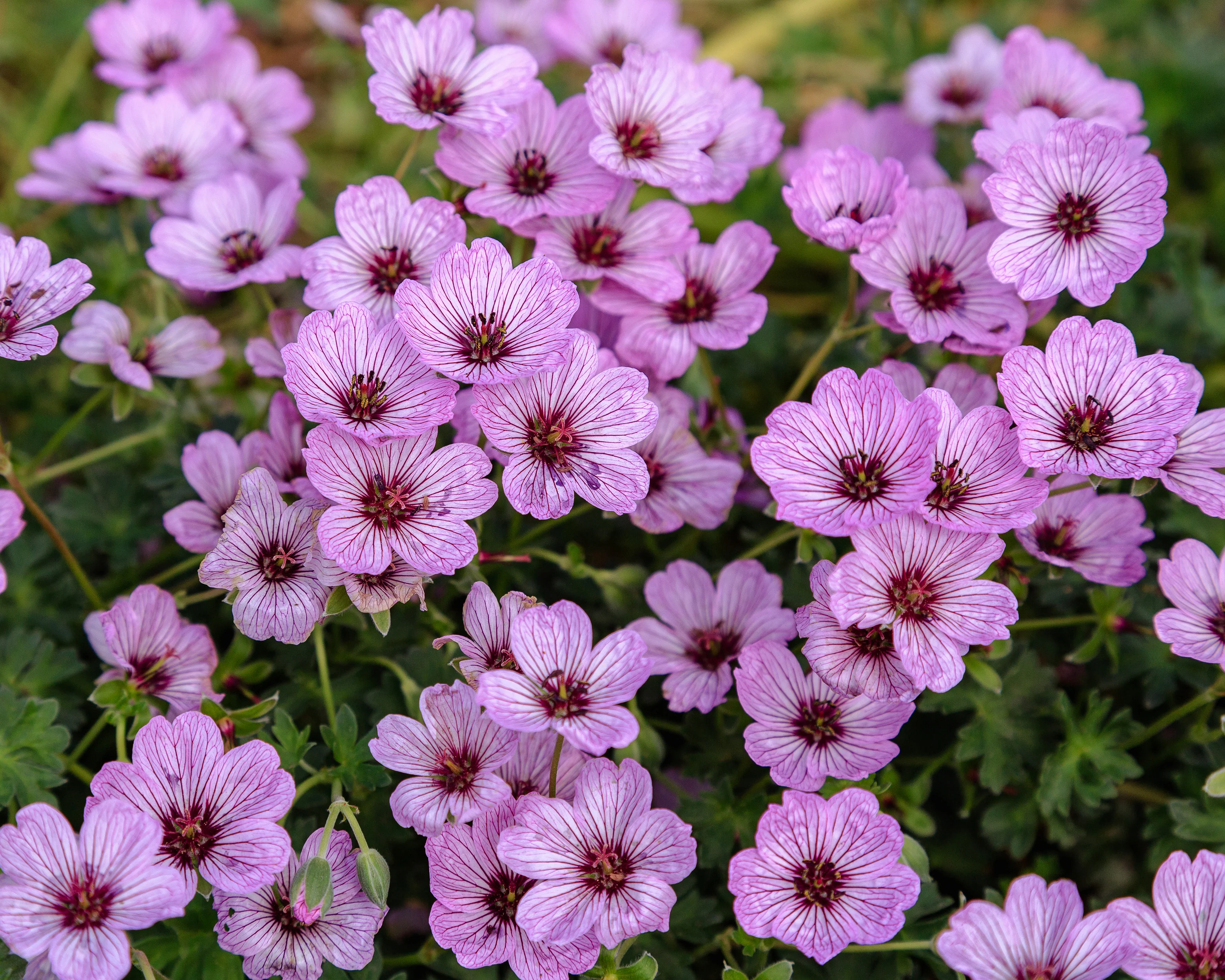 Geranium 'Ballerina' - Image 5