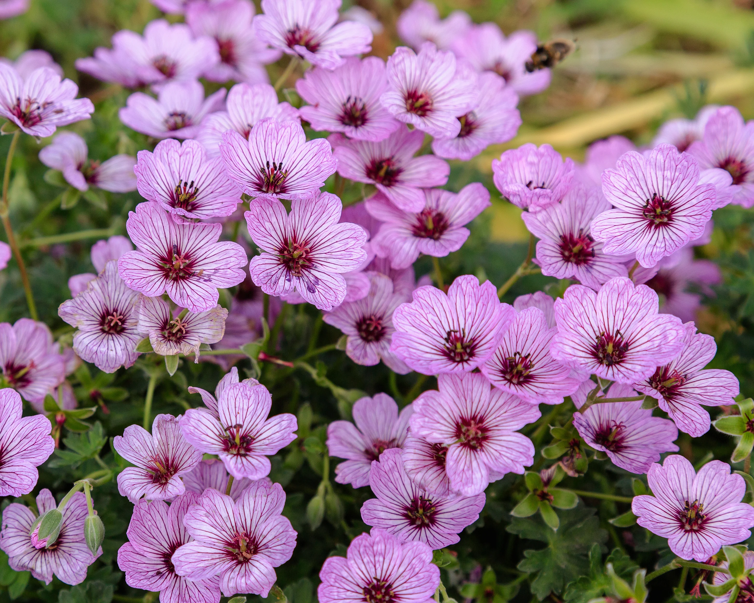 Geranium 'Ballerina' - Image 7