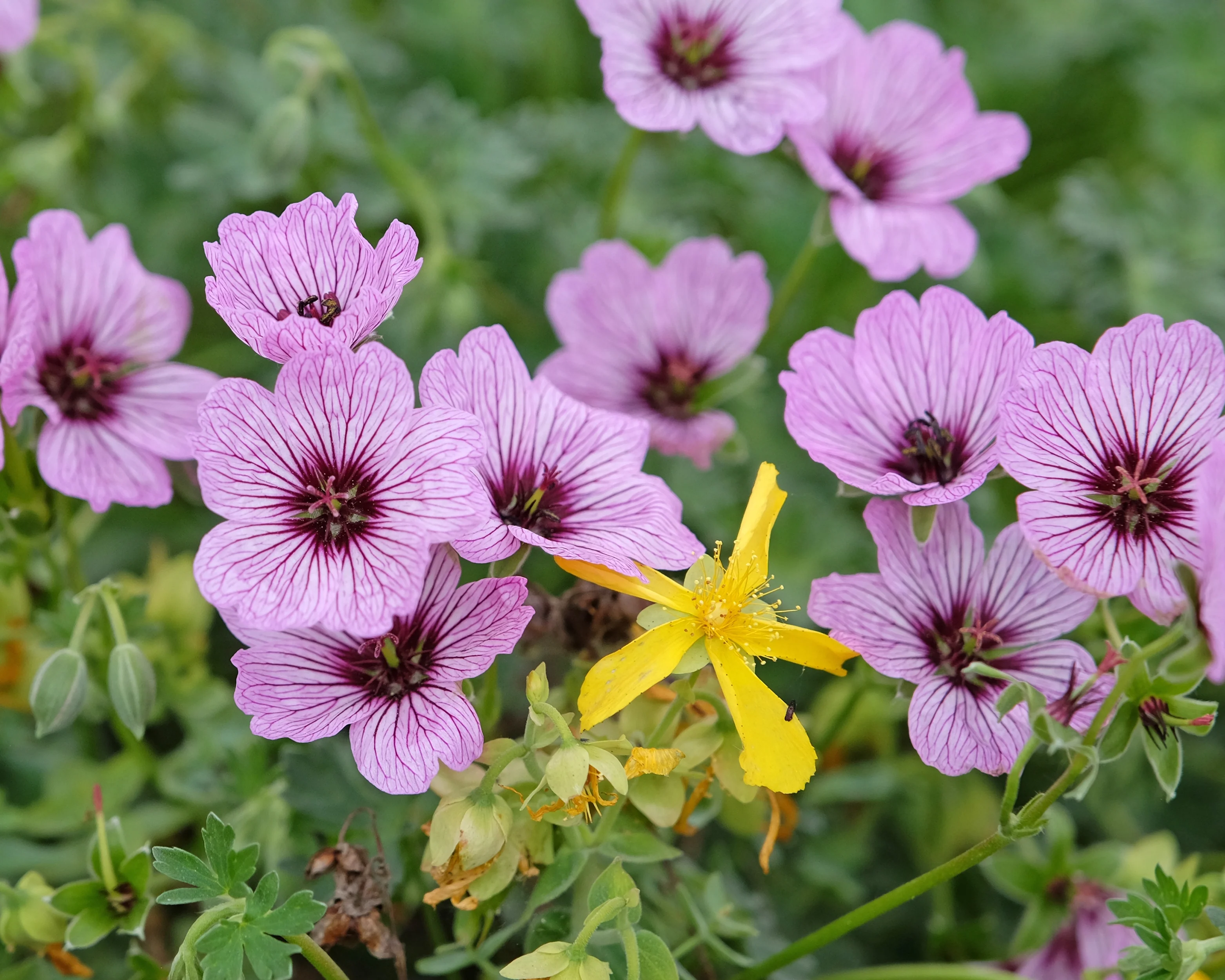 Geranium 'Ballerina' - Image 8