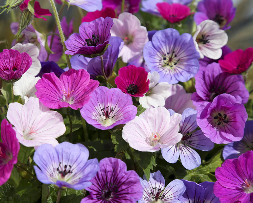Geranium 'Breeders Mix' - Image 3