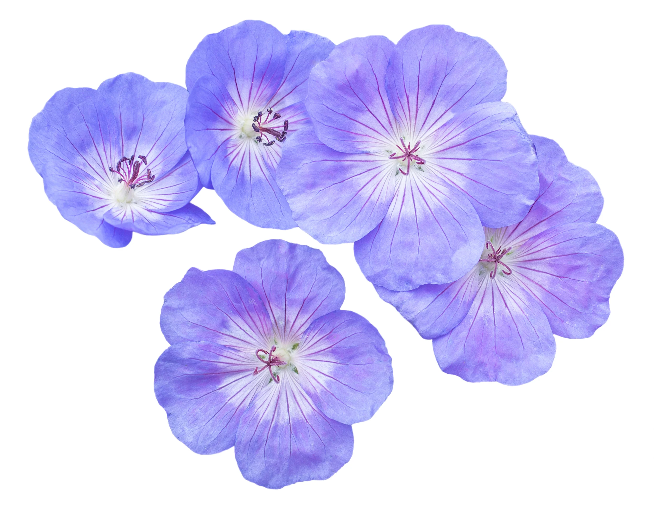 Geranium 'Brookside' - Image 4
