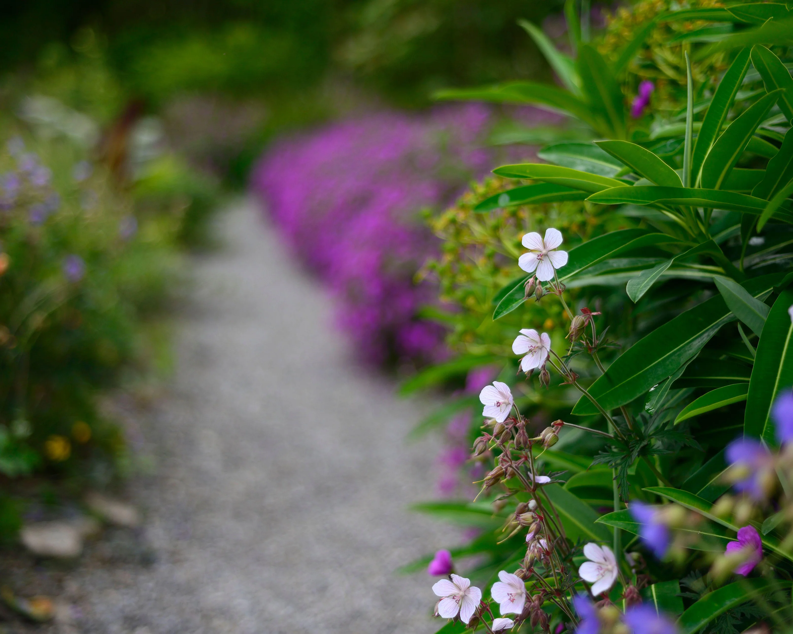 Geranium 'Crystal Lake' - Image 3