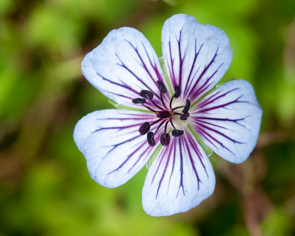 Geranium 'Crystal Lake' - Image 6
