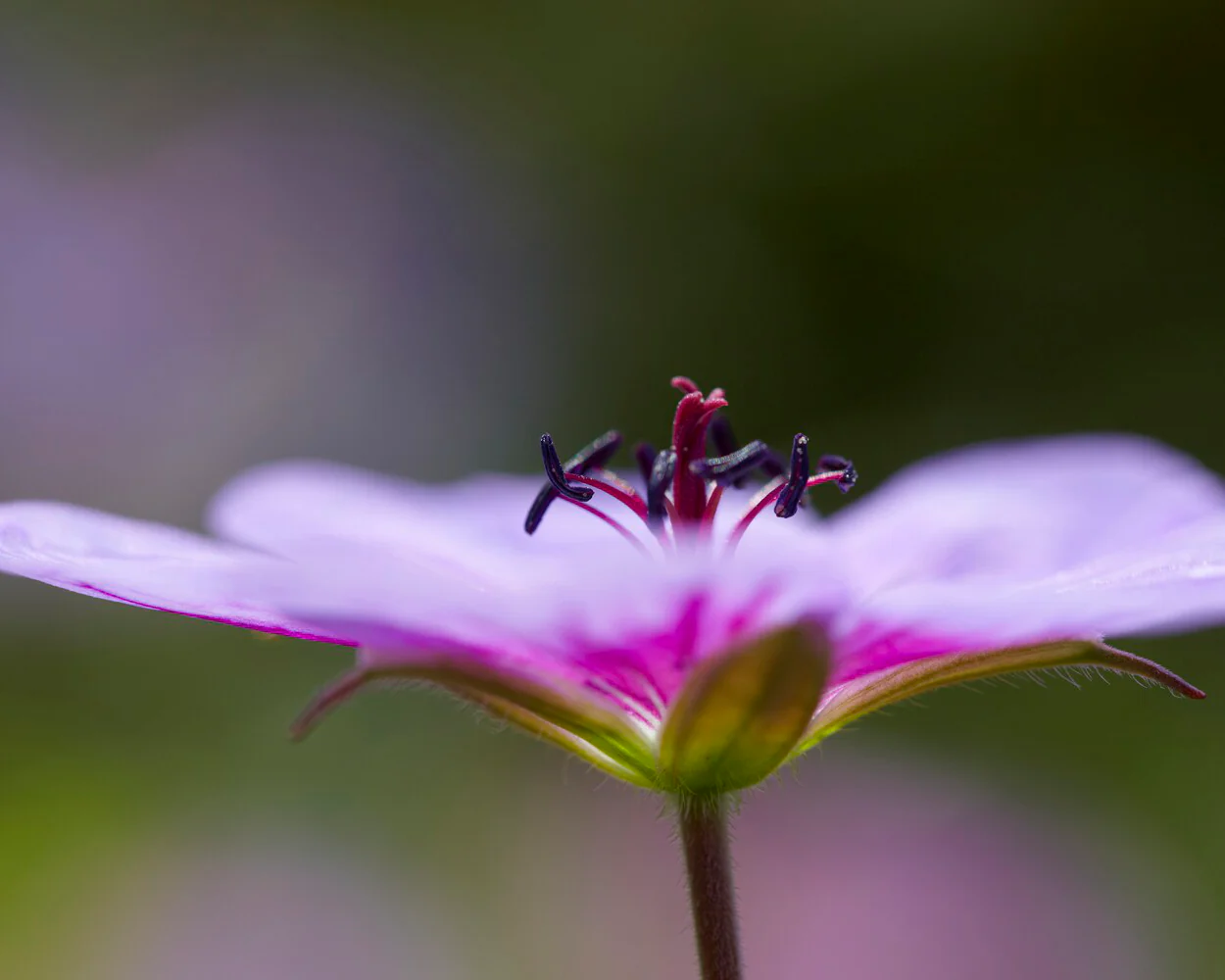 Geranium 'Crystal Lake' - Image 7