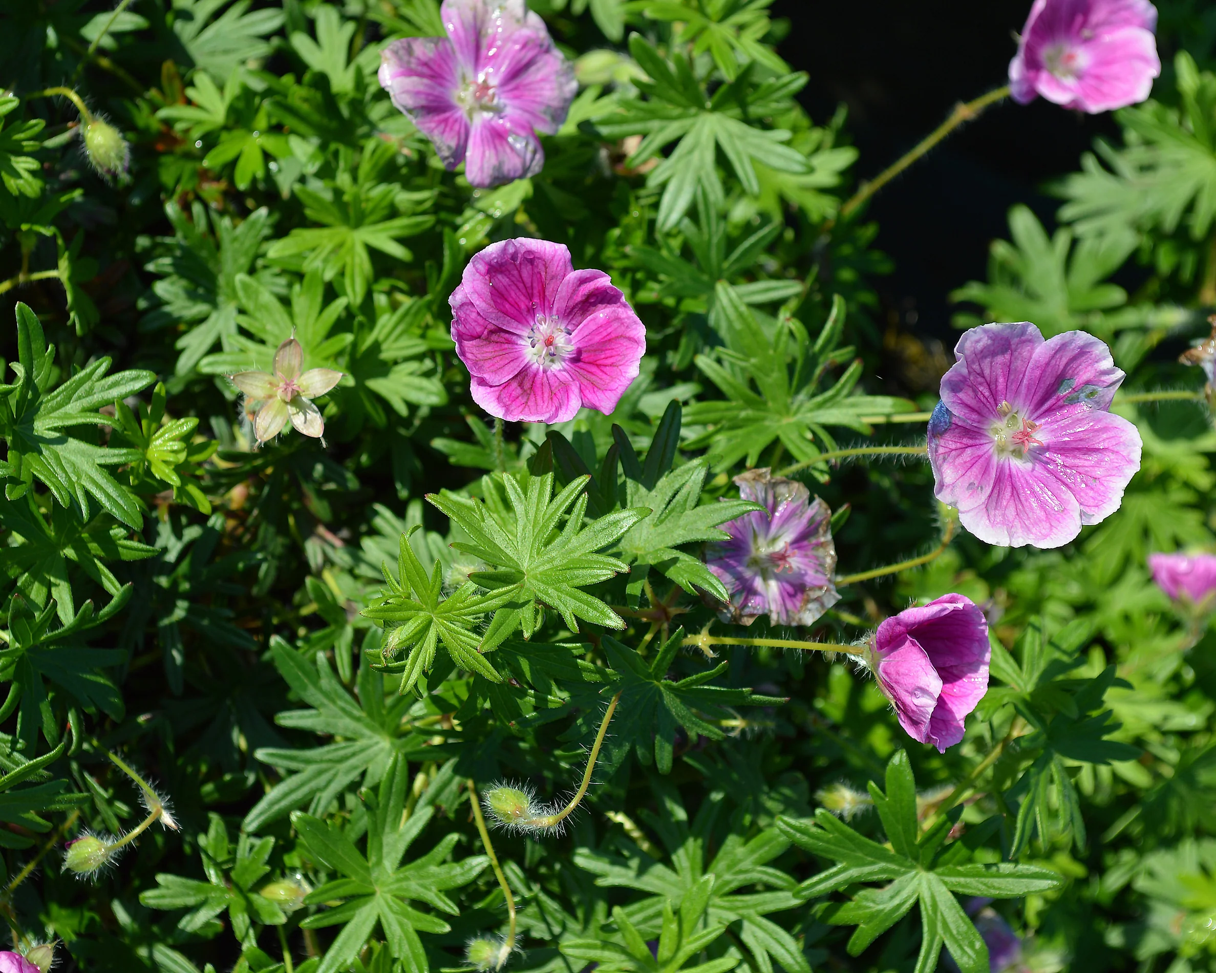 Geranium 'Elke' - Image 10