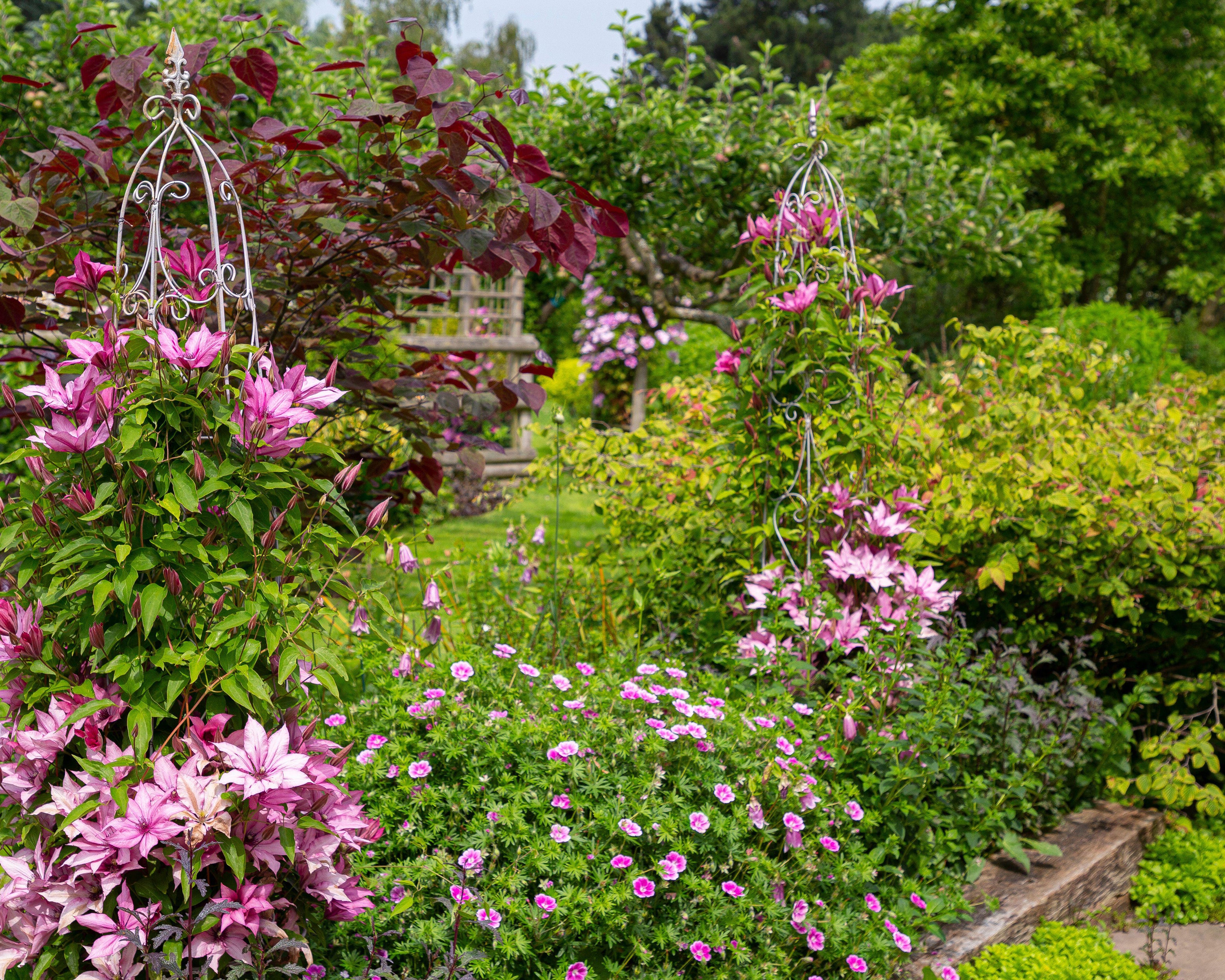 Geranium 'Elke' - Image 3