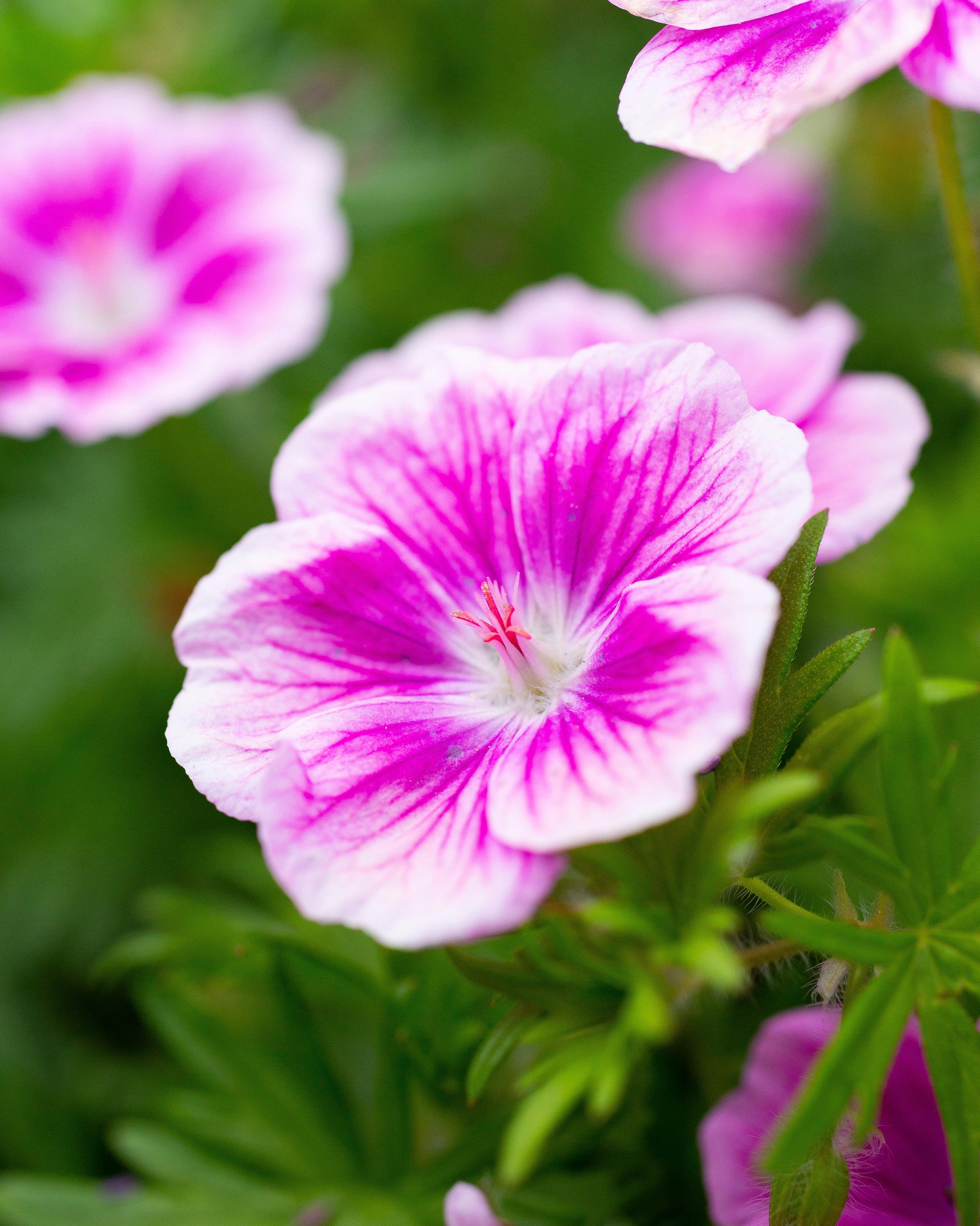 Geranium 'Elke' - Image 4